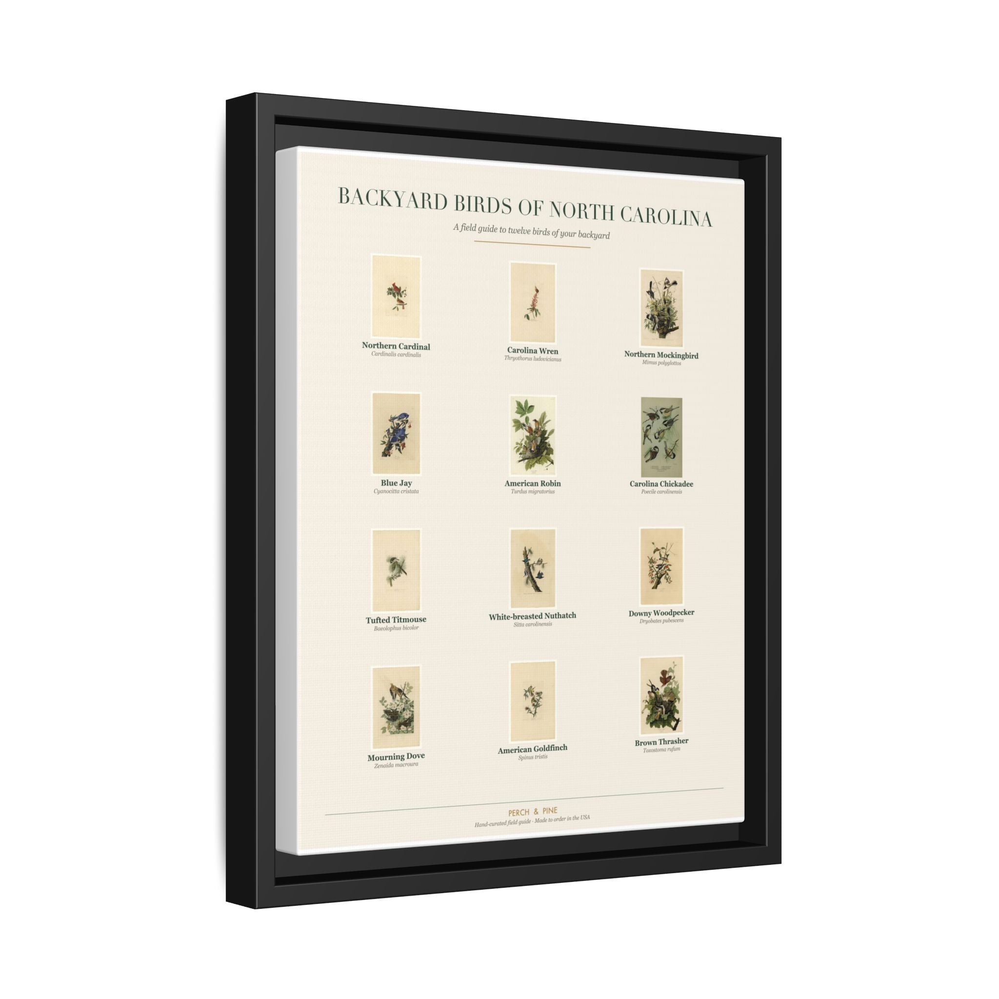Backyard Birds of North Carolina — Framed Canvas Bird Identification Print
