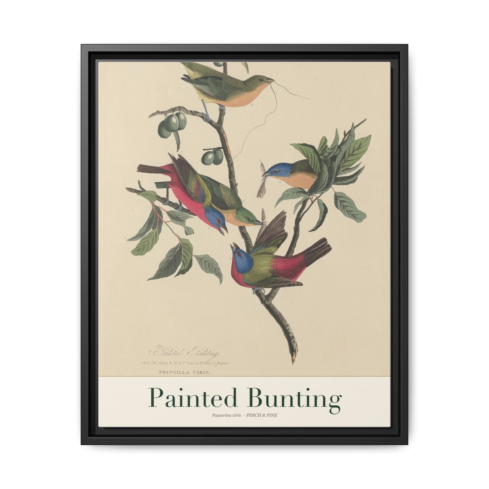 Painted Bunting — framed canvas bird wall art print | Perch & Pine