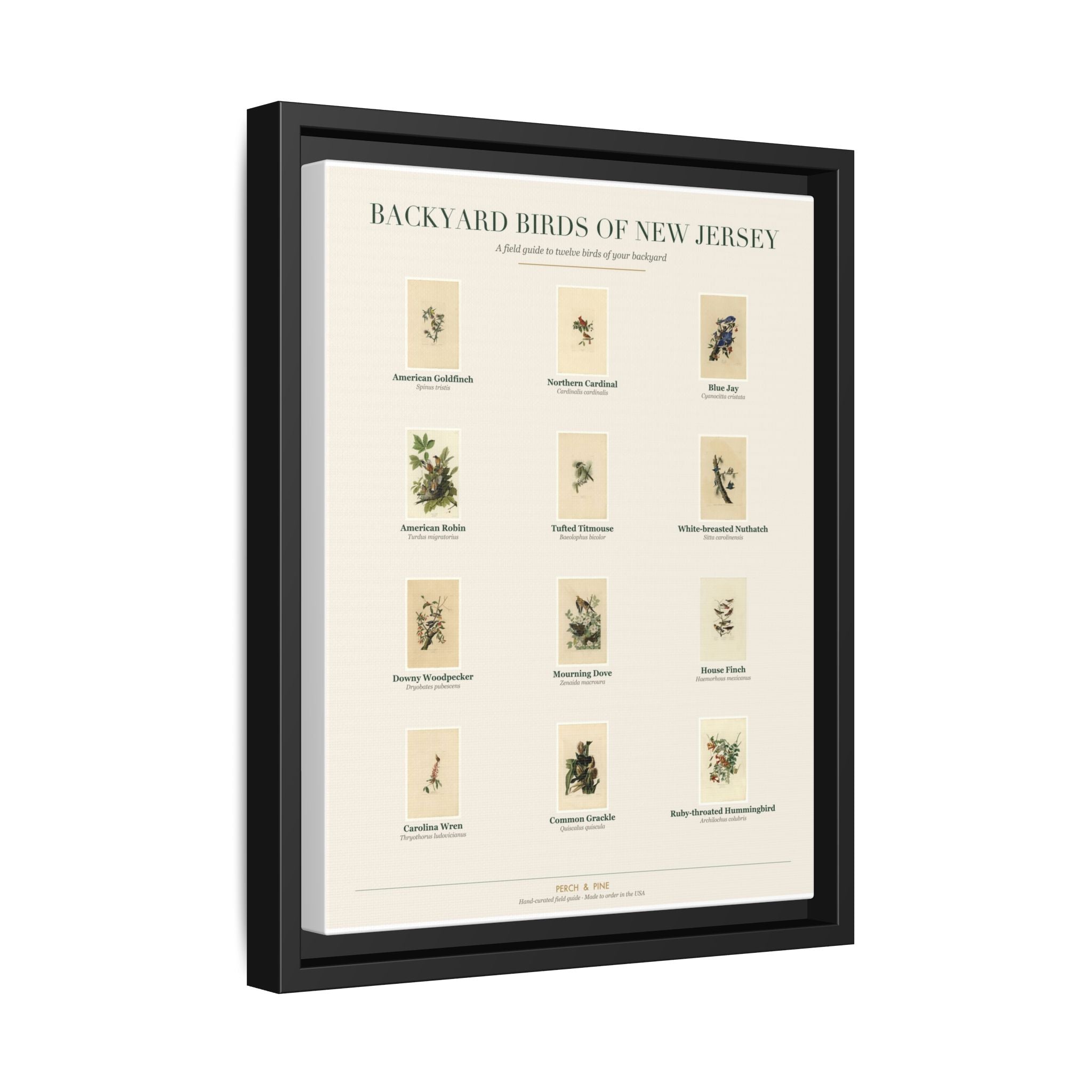 Backyard Birds of New Jersey — Framed Canvas Bird Identification Print