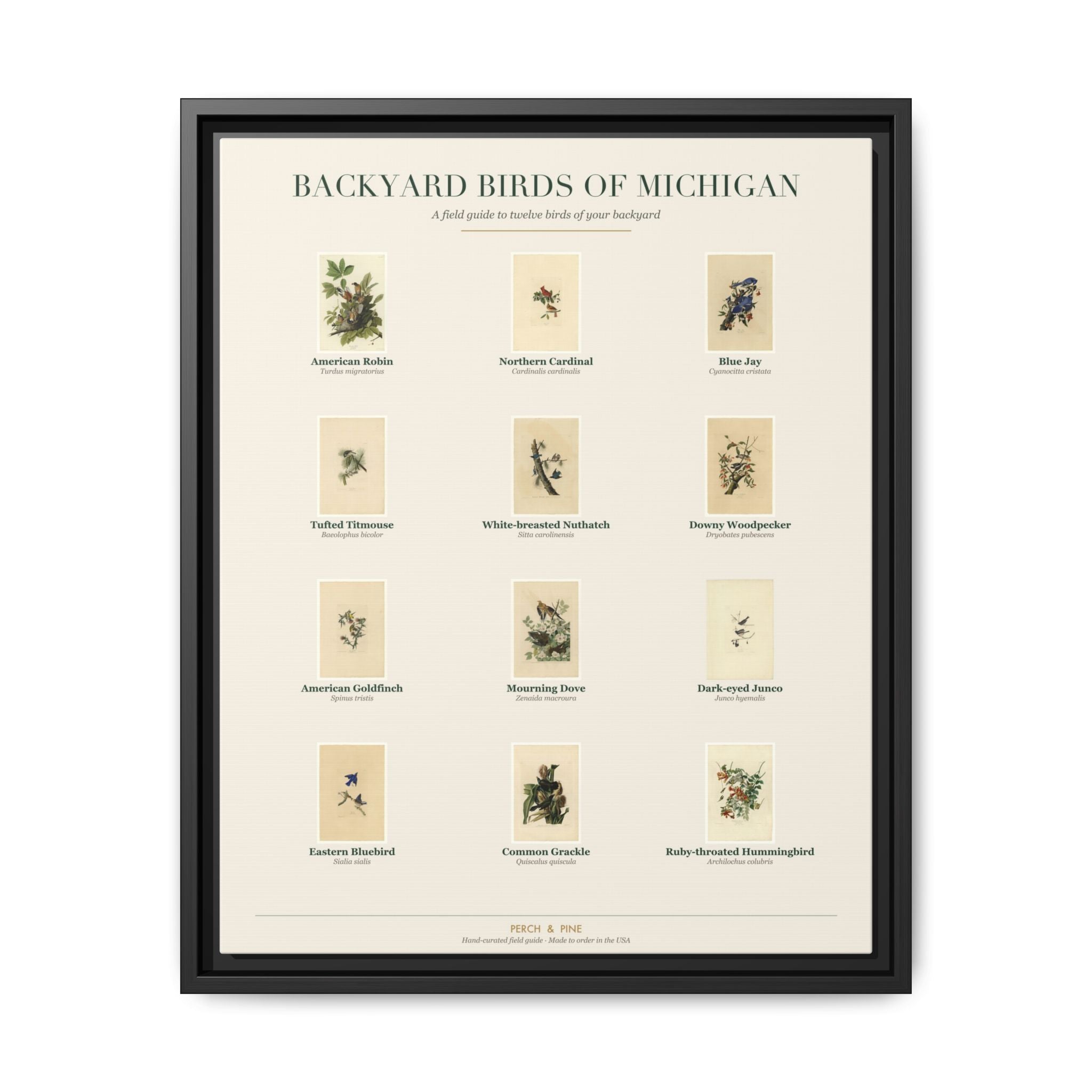 Backyard Birds of Michigan — framed canvas wall art bird identification print | Perch & Pine