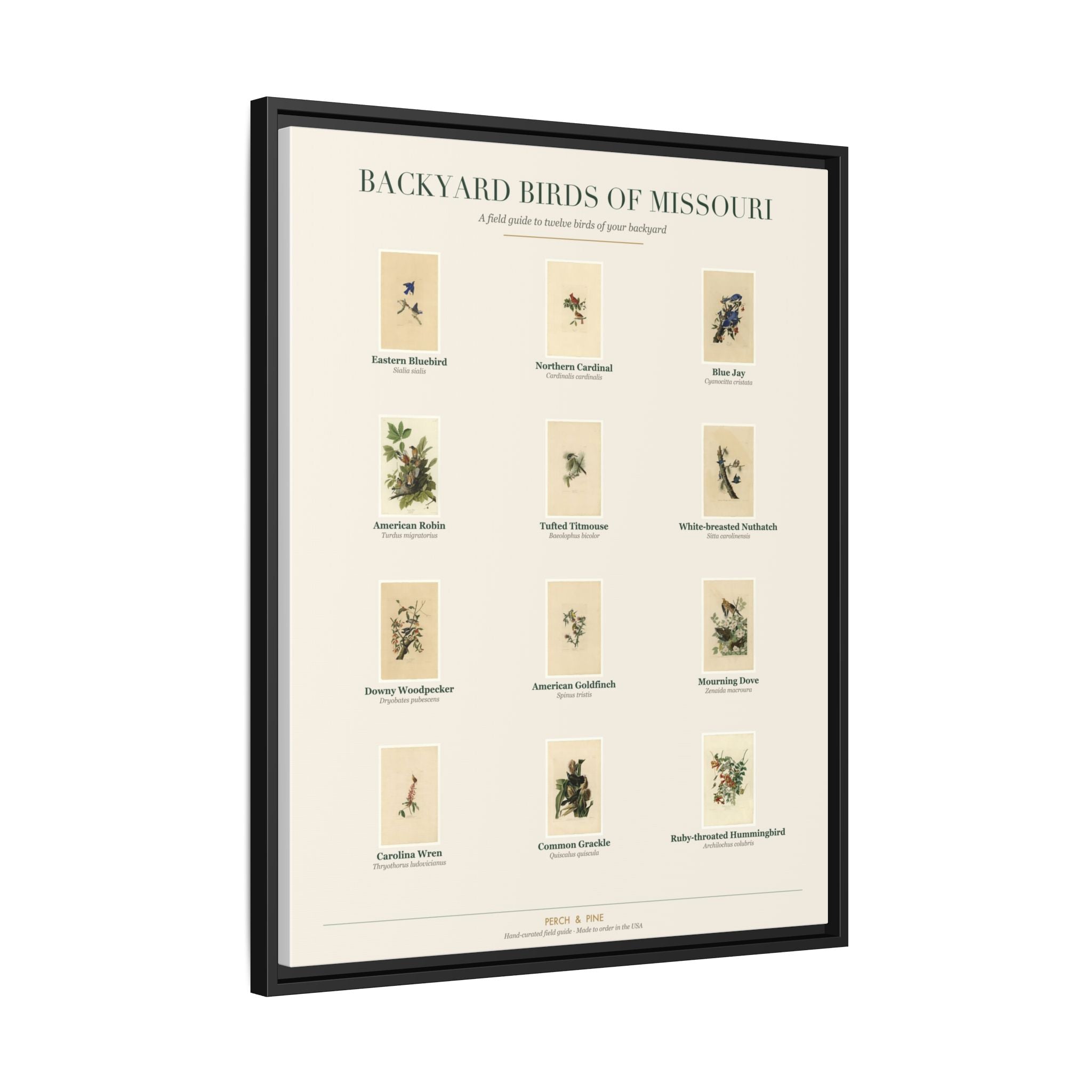 Backyard Birds of Missouri — Framed Canvas Bird Identification Print