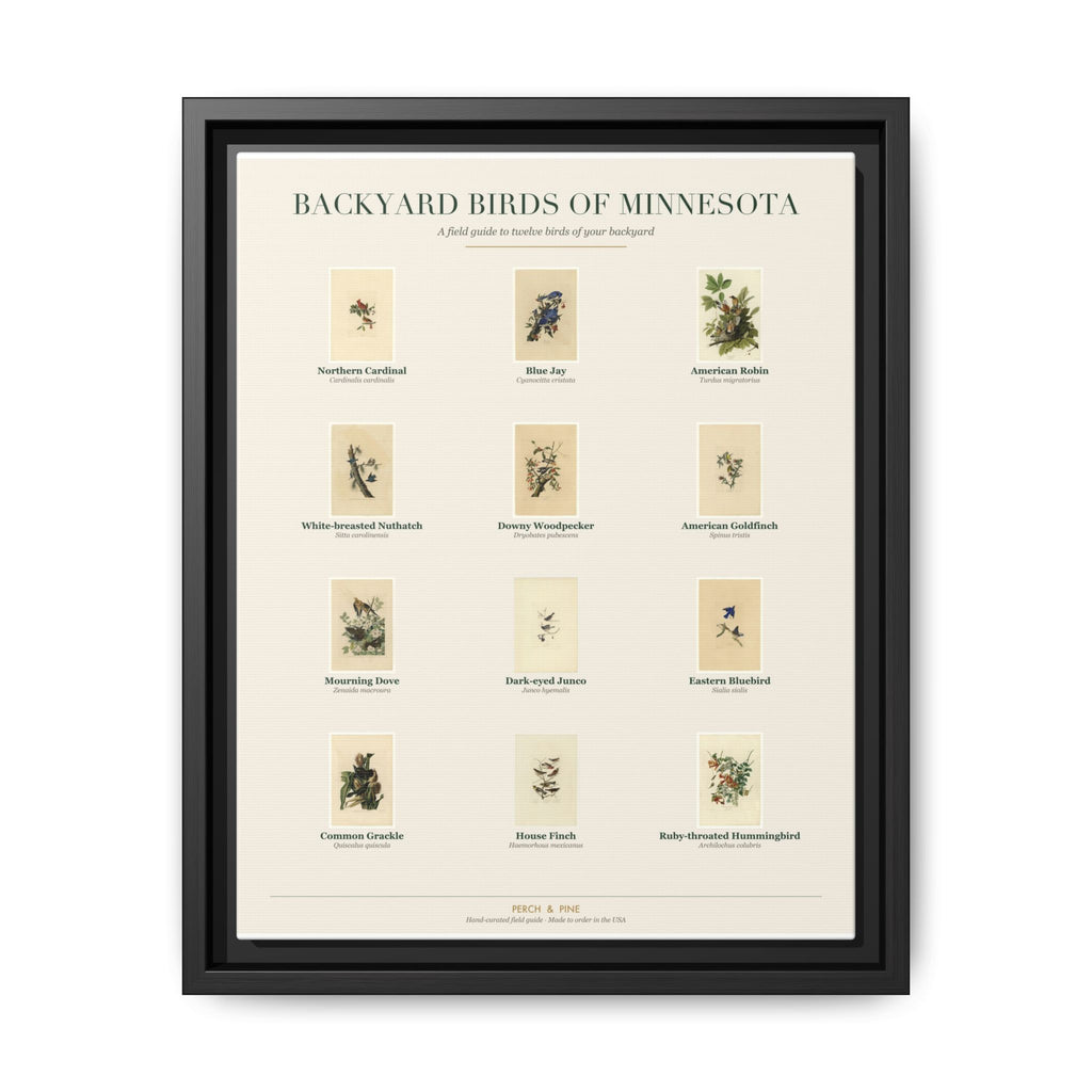 Minnesota bird field guide wall art — gallery-wrapped canvas | Perch & Pine