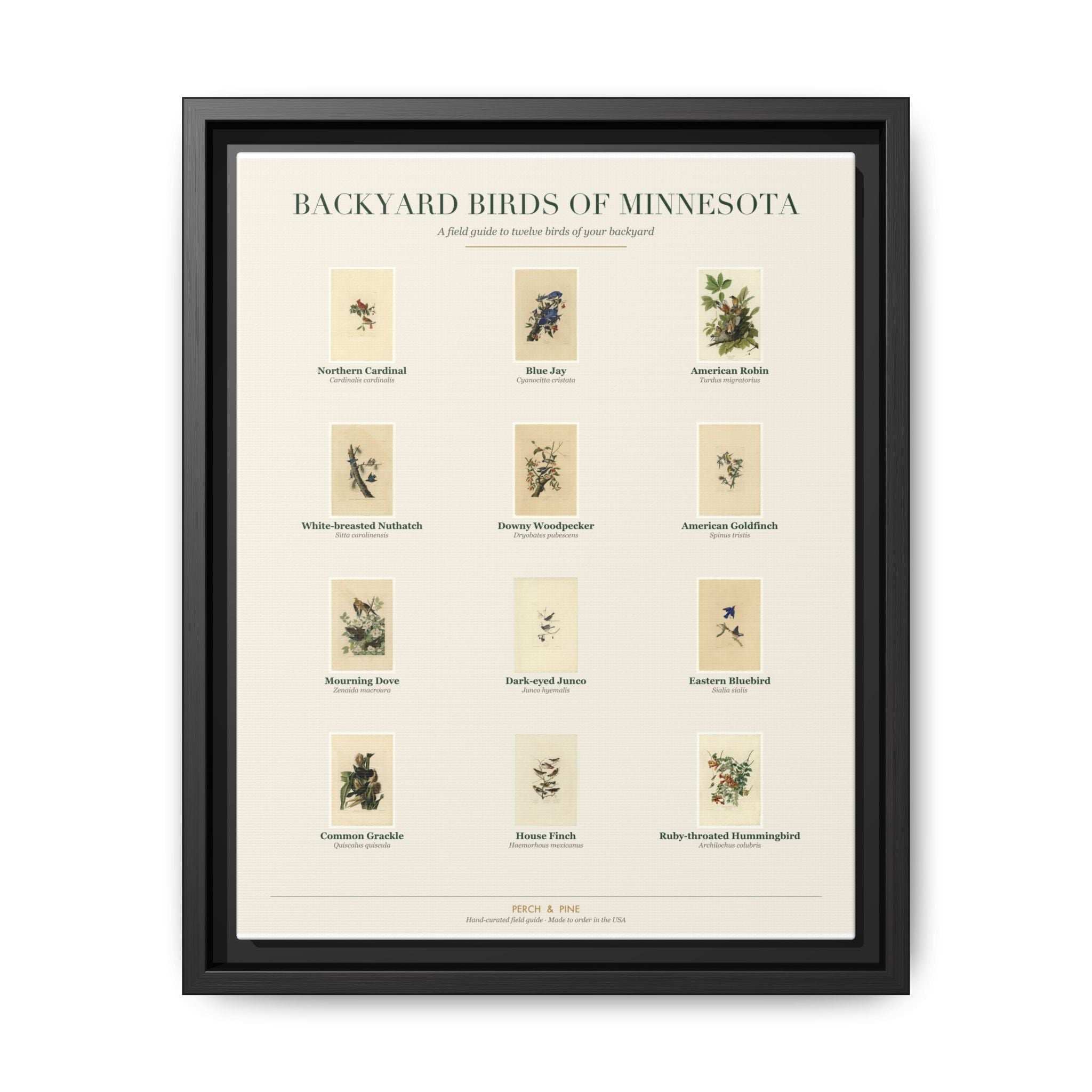 Minnesota bird field guide wall art — gallery-wrapped canvas | Perch & Pine
