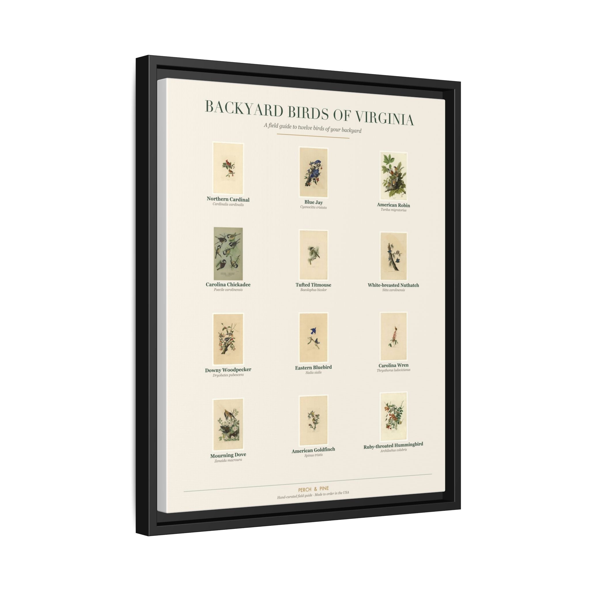 Virginia backyard birds print, species labeled by name | Perch & Pine