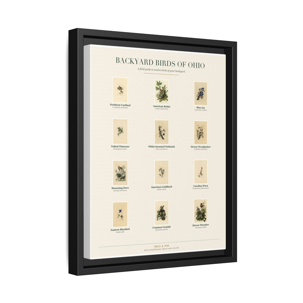 Backyard Birds of Ohio — Framed Canvas Bird Identification Print
