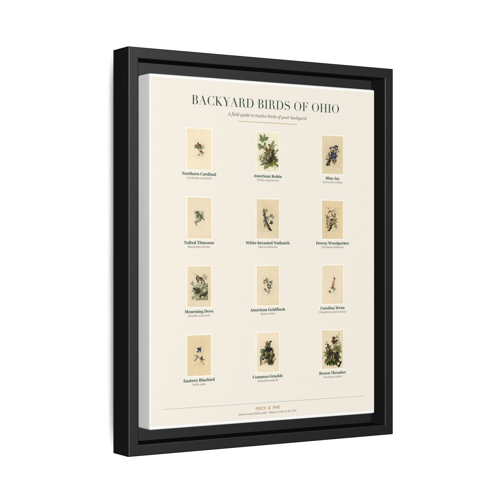 Backyard Birds of Ohio — Framed Canvas Bird Identification Print