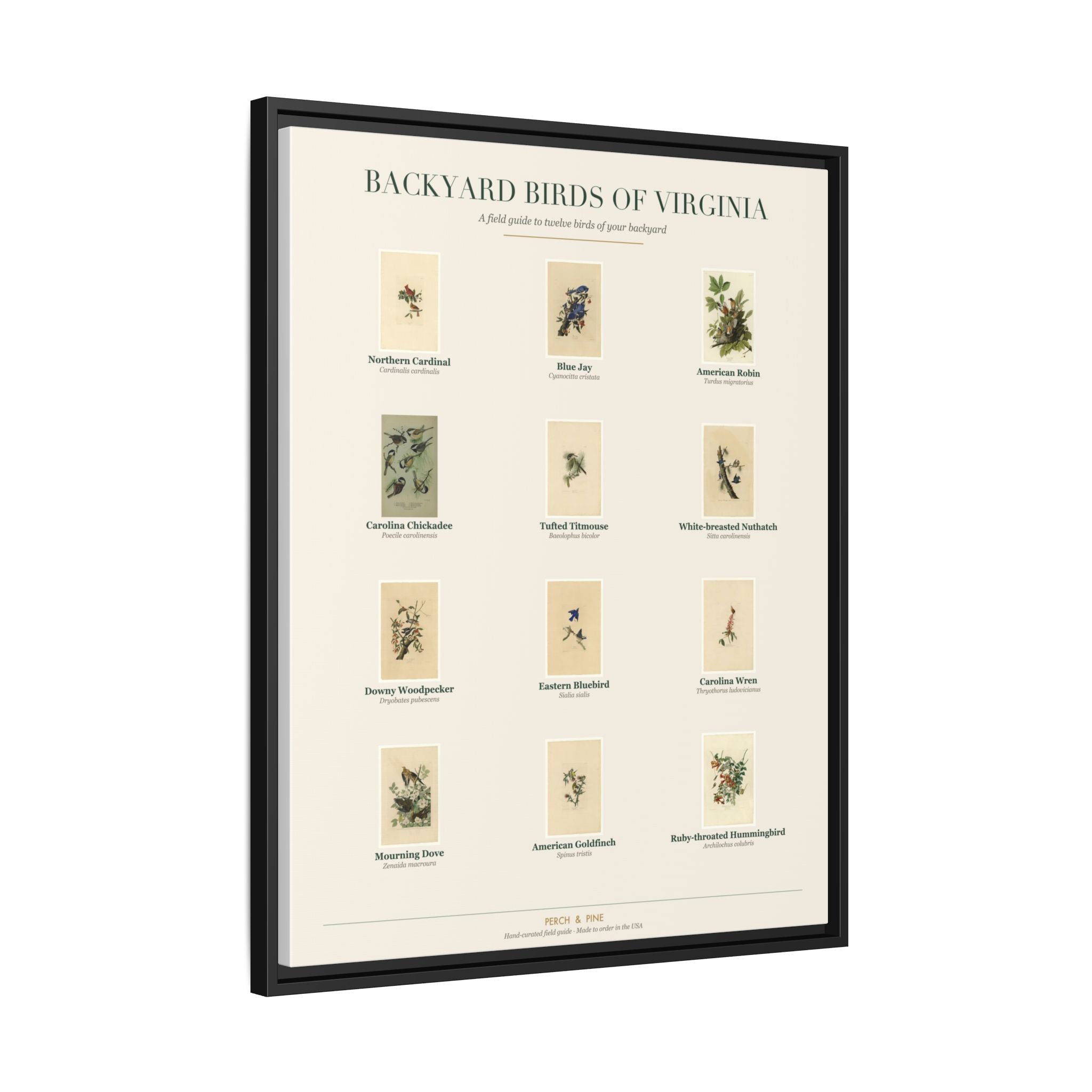 Backyard Birds of Virginia — Framed Canvas Bird Identification Print