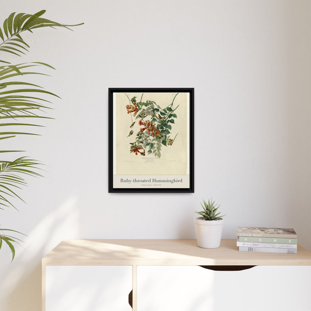 Ruby-throated Hummingbird heritage bird portrait, framed canvas | Perch & Pine