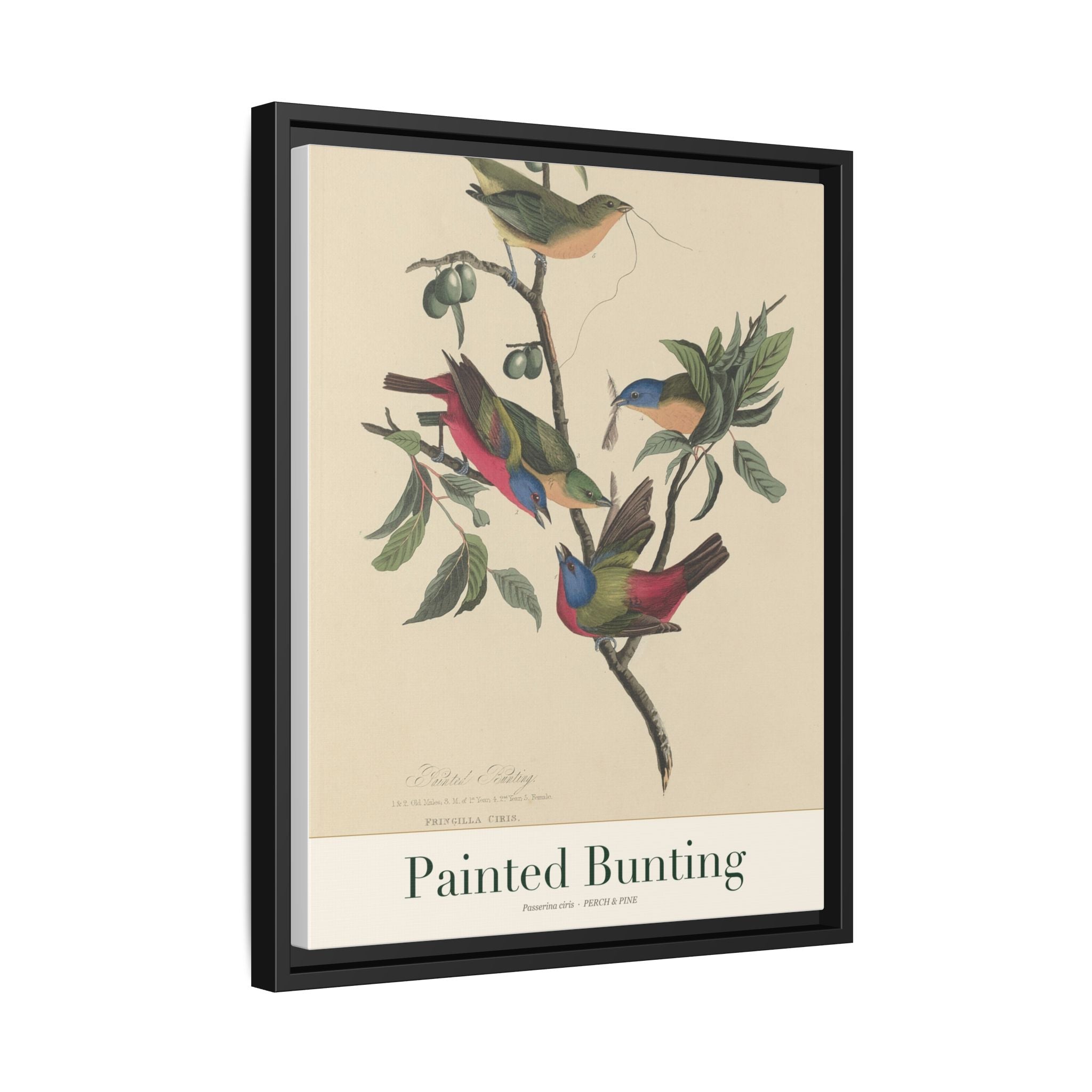 Painted Bunting framed print detail | Perch & Pine