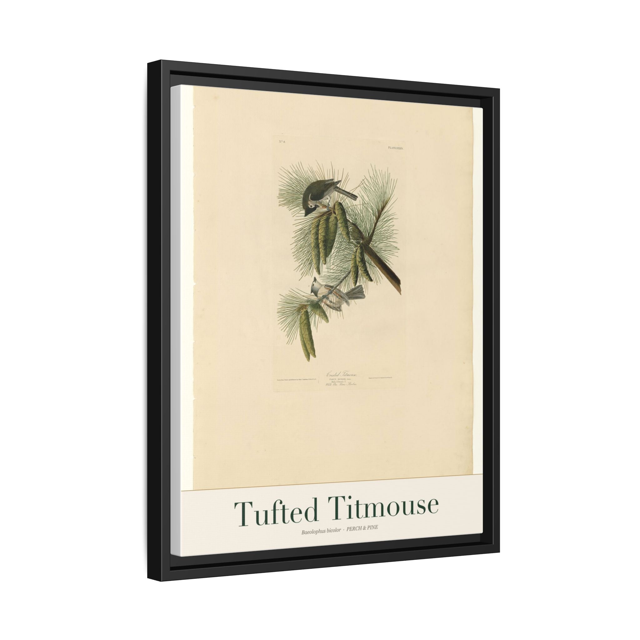 Tufted Titmouse framed print detail | Perch & Pine