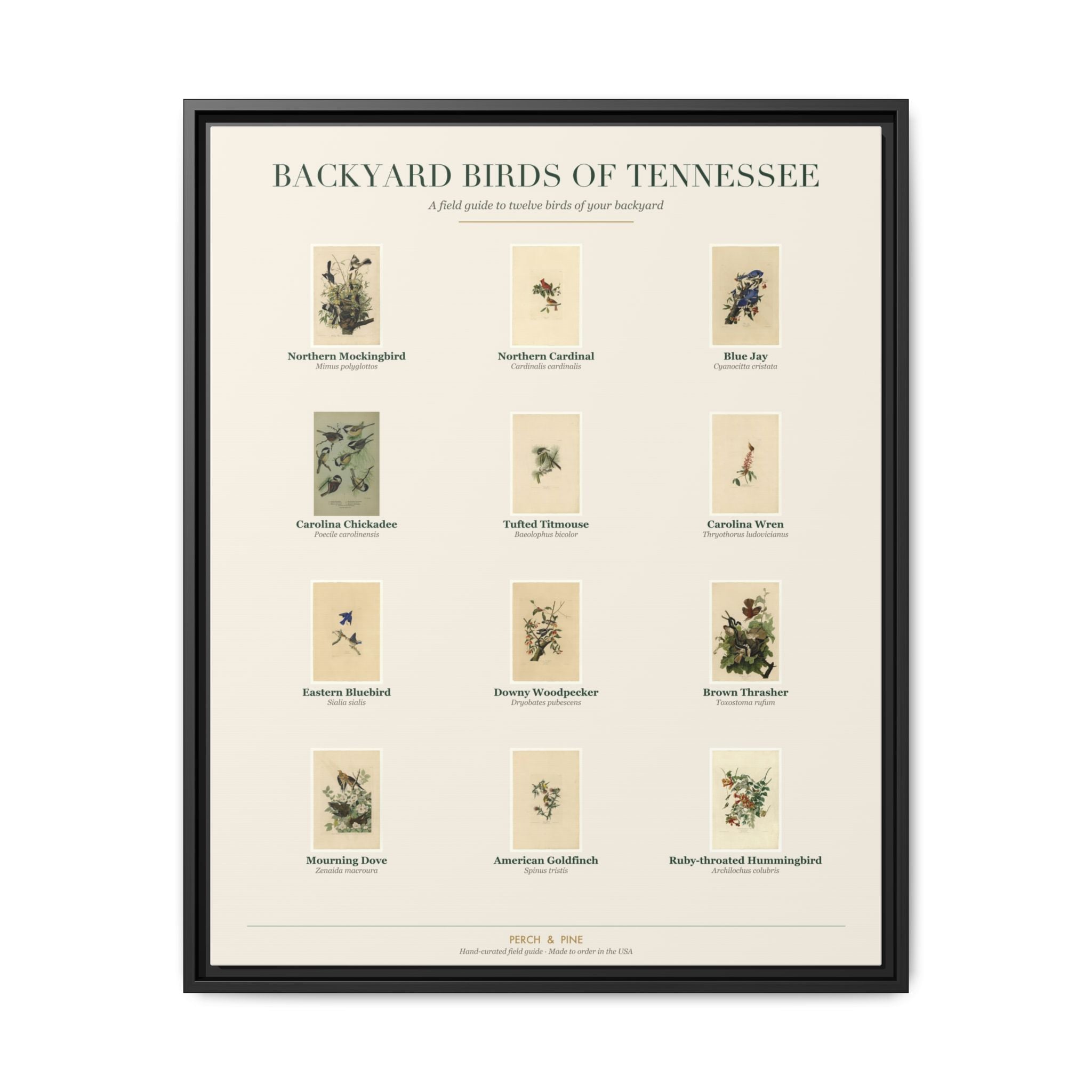 Tennessee backyard birds framed canvas shown on a wall | Perch & Pine