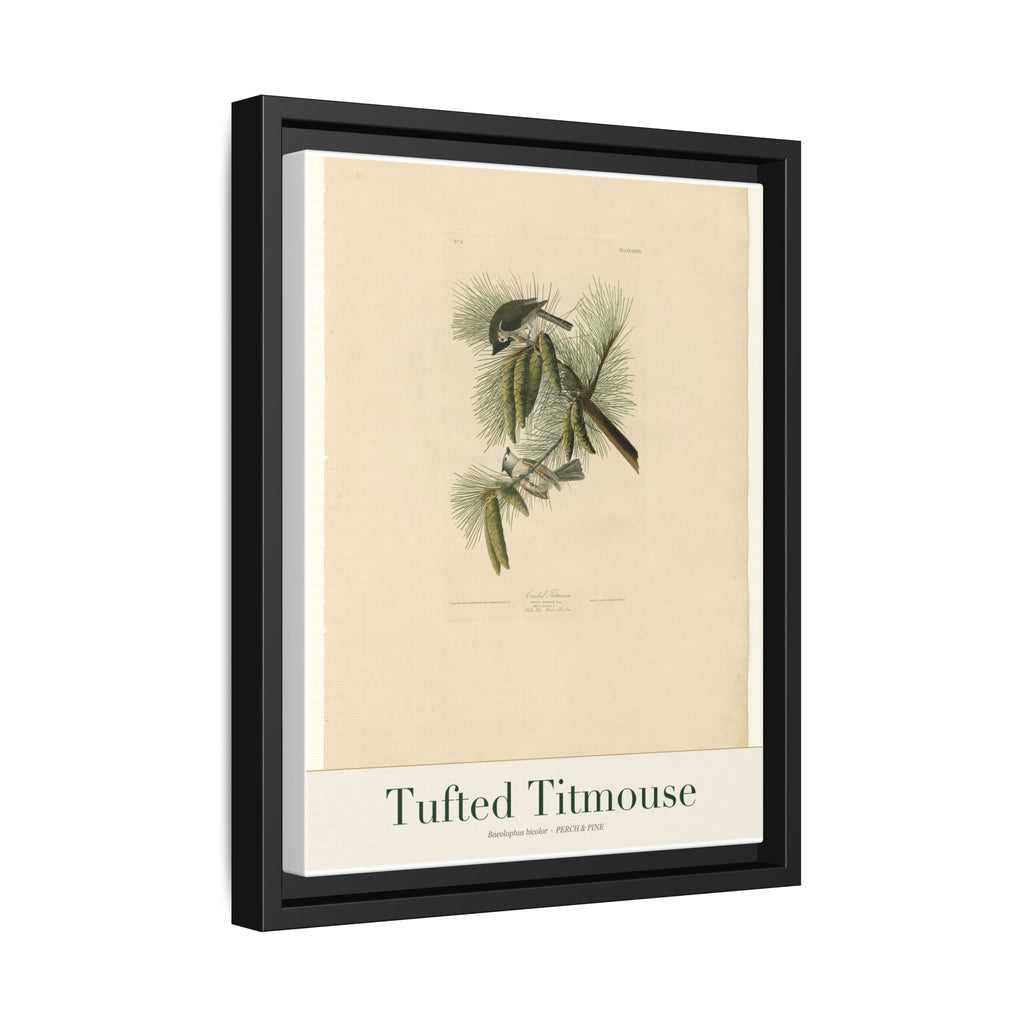 Tufted Titmouse — Framed Canvas Bird Print