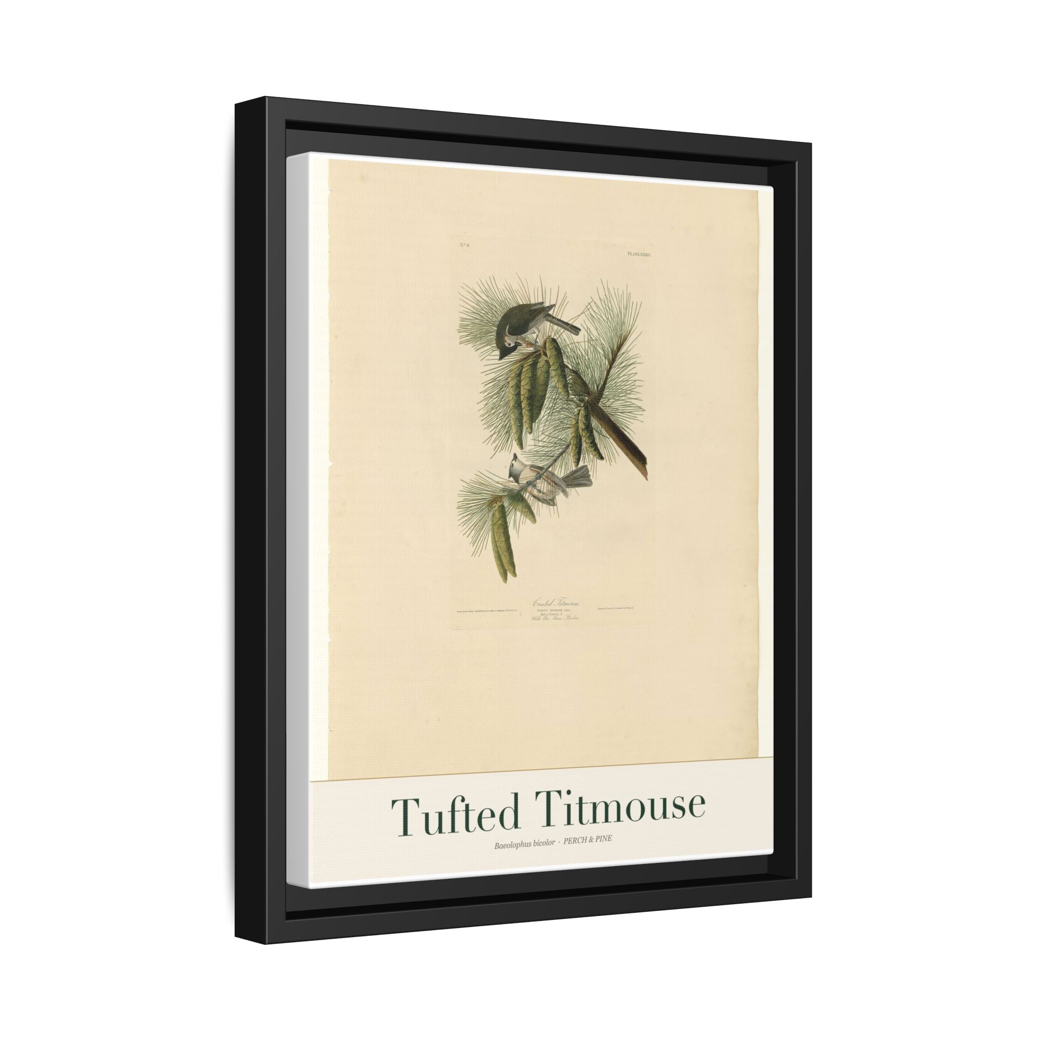 Tufted Titmouse — Framed Canvas Bird Print