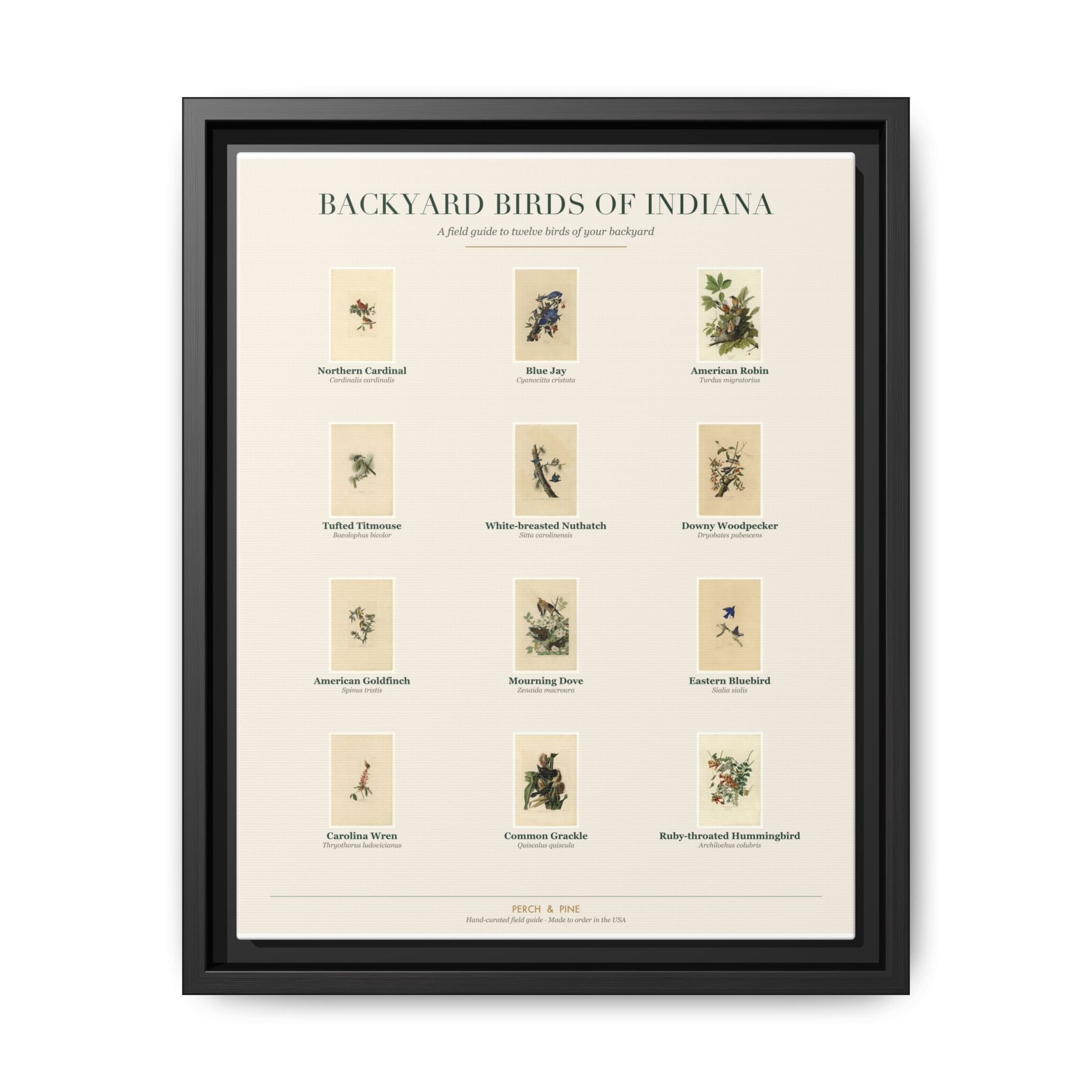 Indiana bird field guide wall art — gallery-wrapped canvas | Perch & Pine