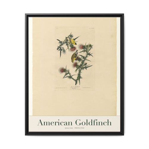 American Goldfinch framed canvas print shown on a wall | Perch & Pine