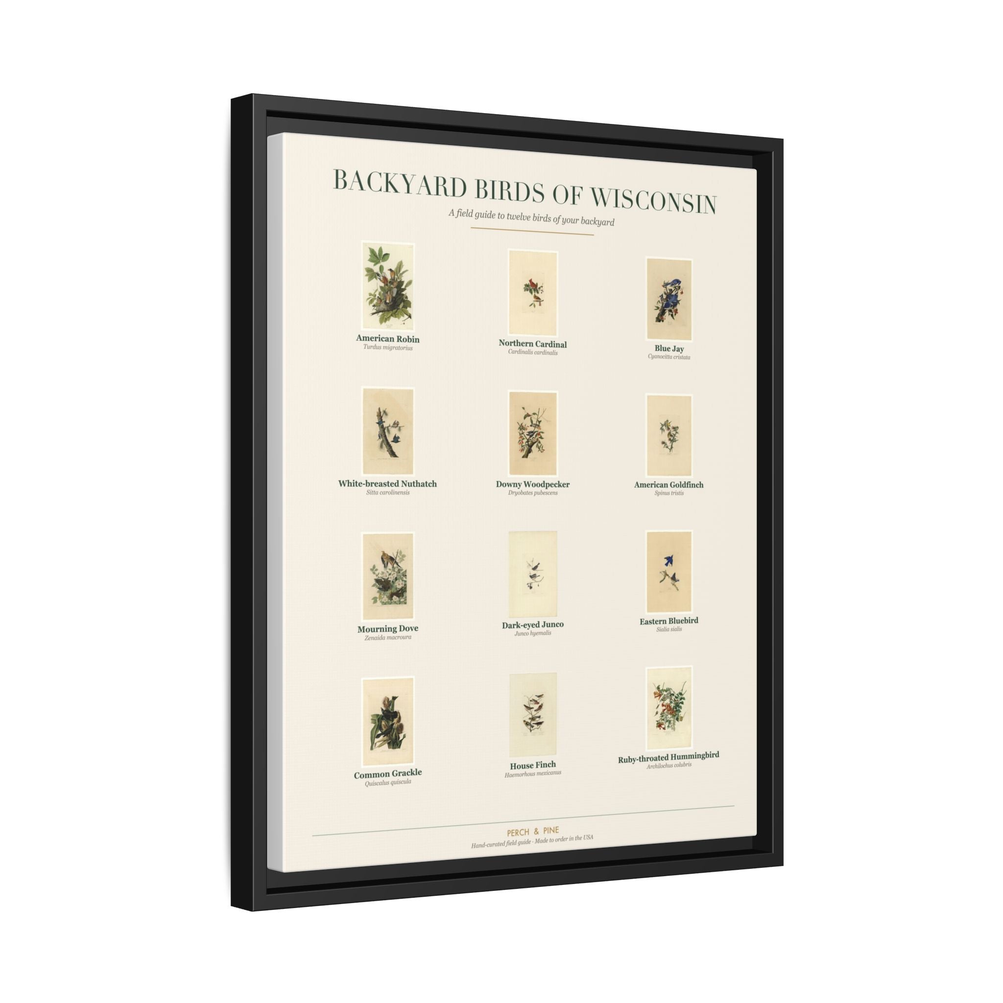 Wisconsin backyard birds print, species labeled by name | Perch & Pine