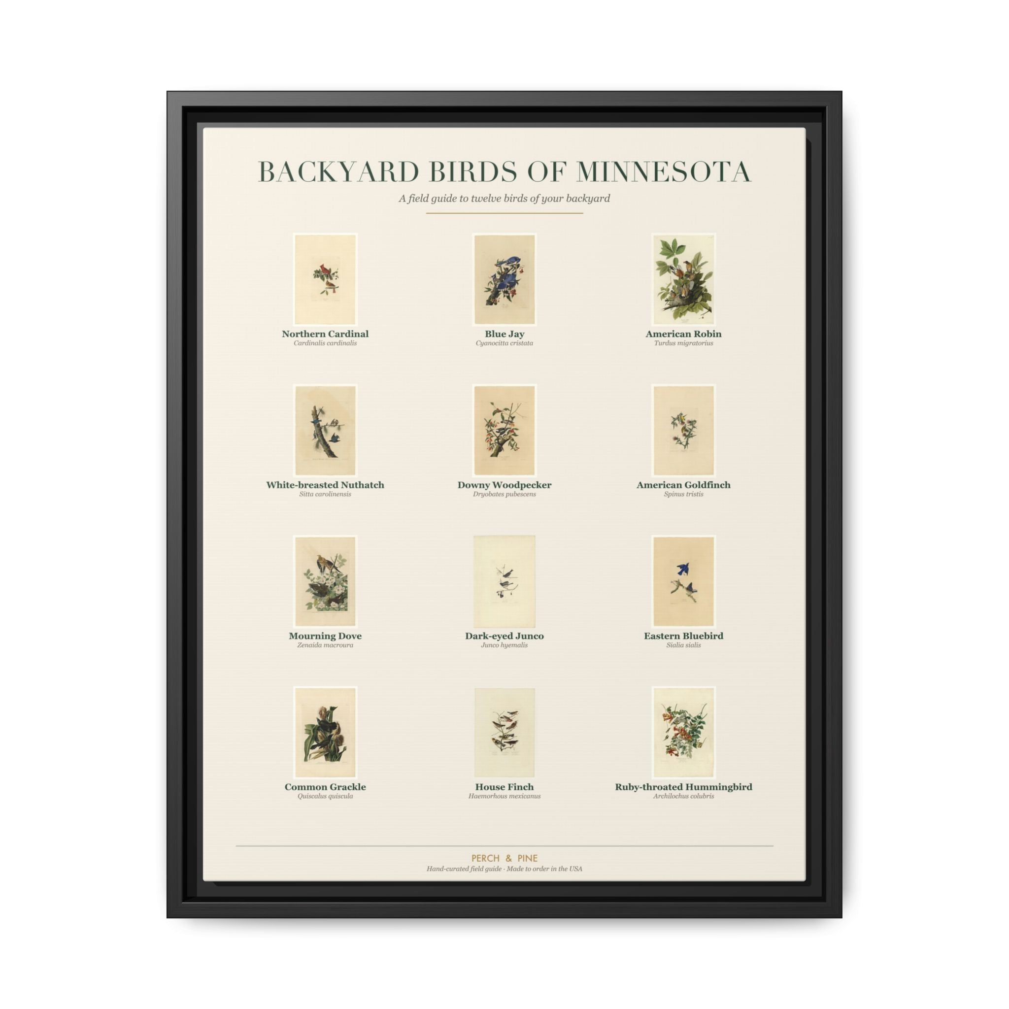 Backyard Birds of Minnesota — framed canvas wall art bird identification print | Perch & Pine
