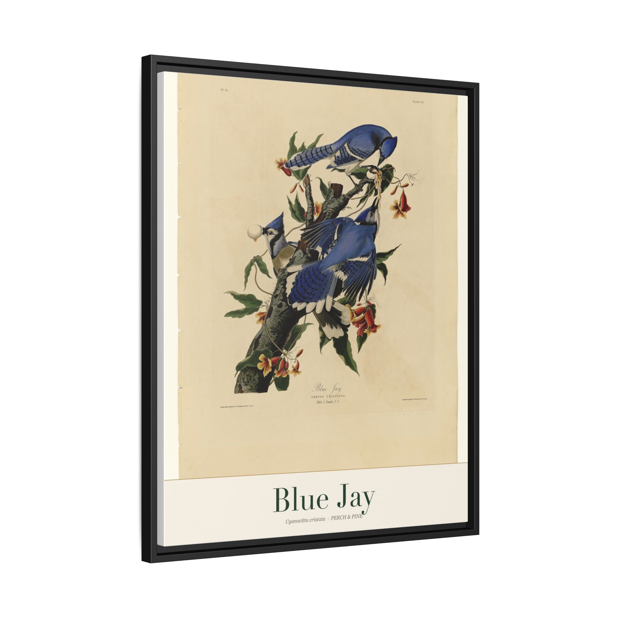 Blue Jay — Framed Canvas Bird Print