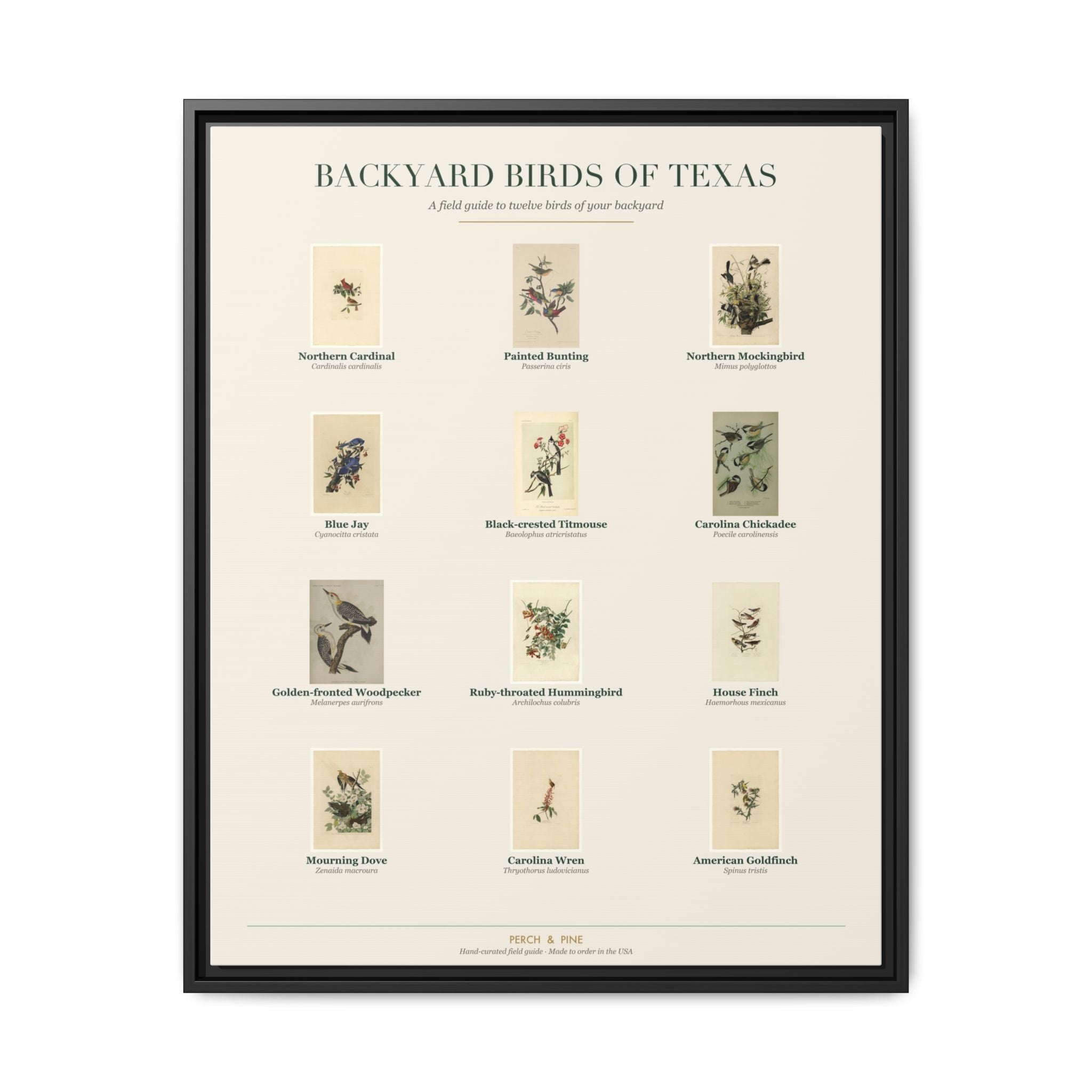 Texas backyard birds framed canvas shown on a wall | Perch & Pine