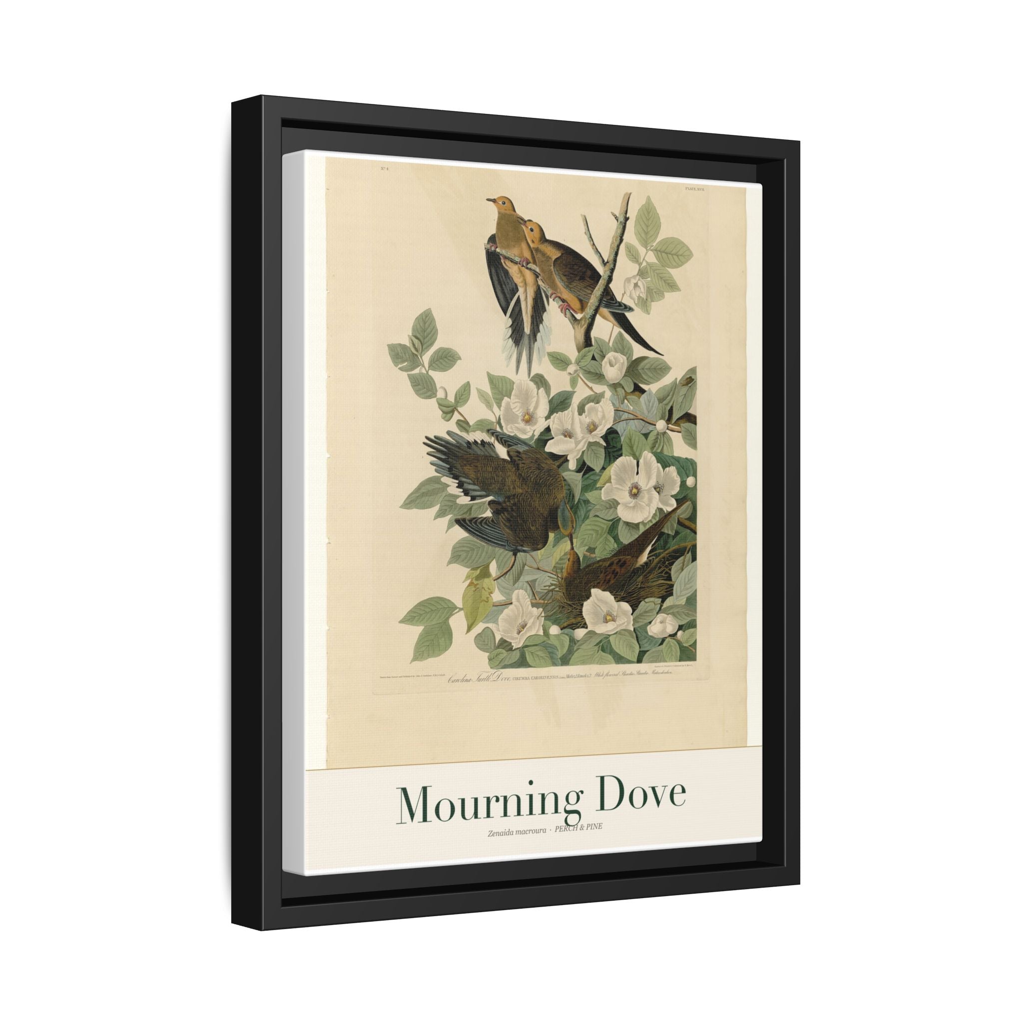 Mourning Dove — Framed Canvas Bird Print