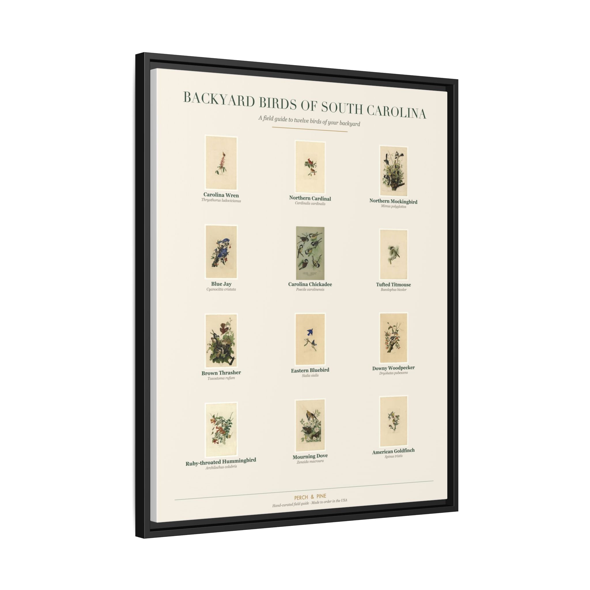 Backyard Birds of South Carolina — Framed Canvas Bird Identification Print