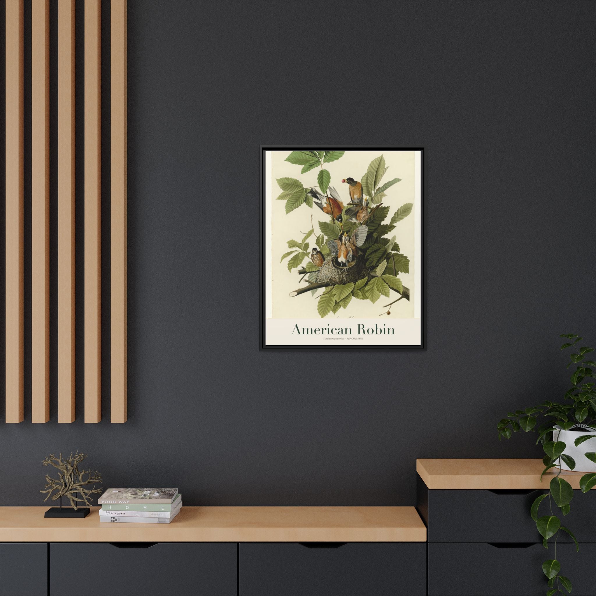 American Robin — Framed Canvas Bird Print