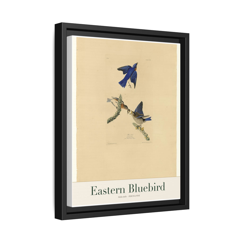 Eastern Bluebird — Framed Canvas Bird Print