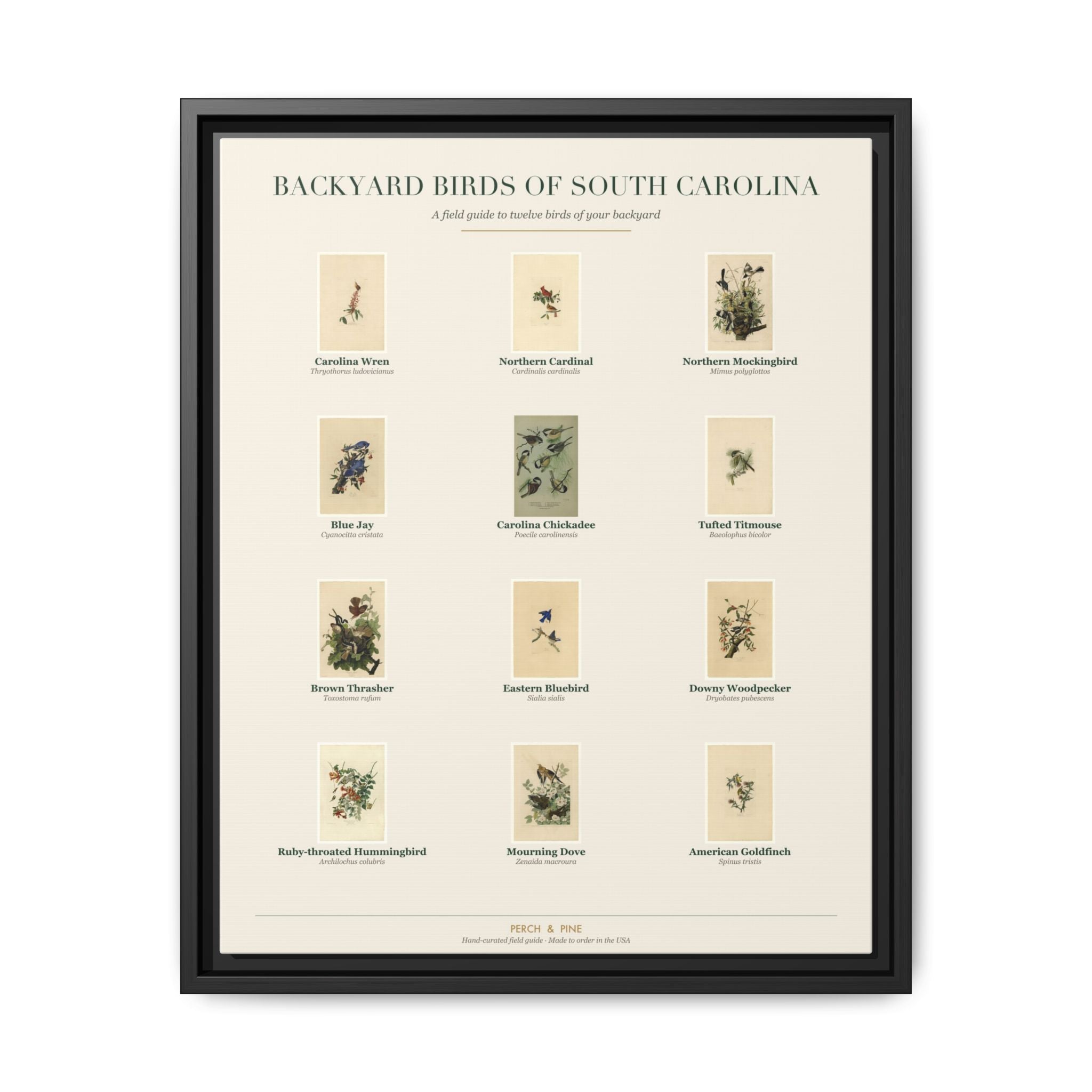 Backyard Birds of South Carolina — framed canvas wall art bird identification print | Perch & Pine