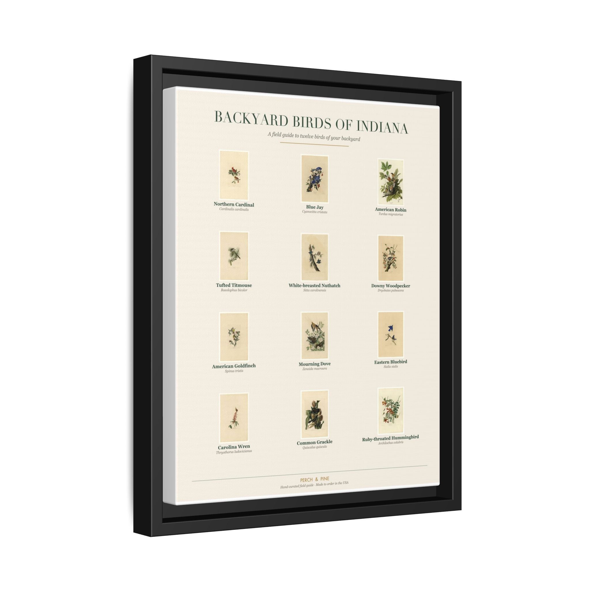 Backyard Birds of Indiana — Framed Canvas Bird Identification Print