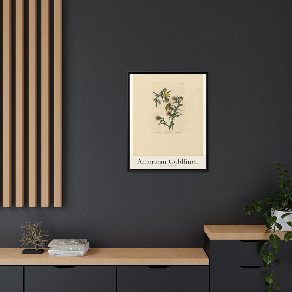 American Goldfinch — Framed Canvas Bird Print