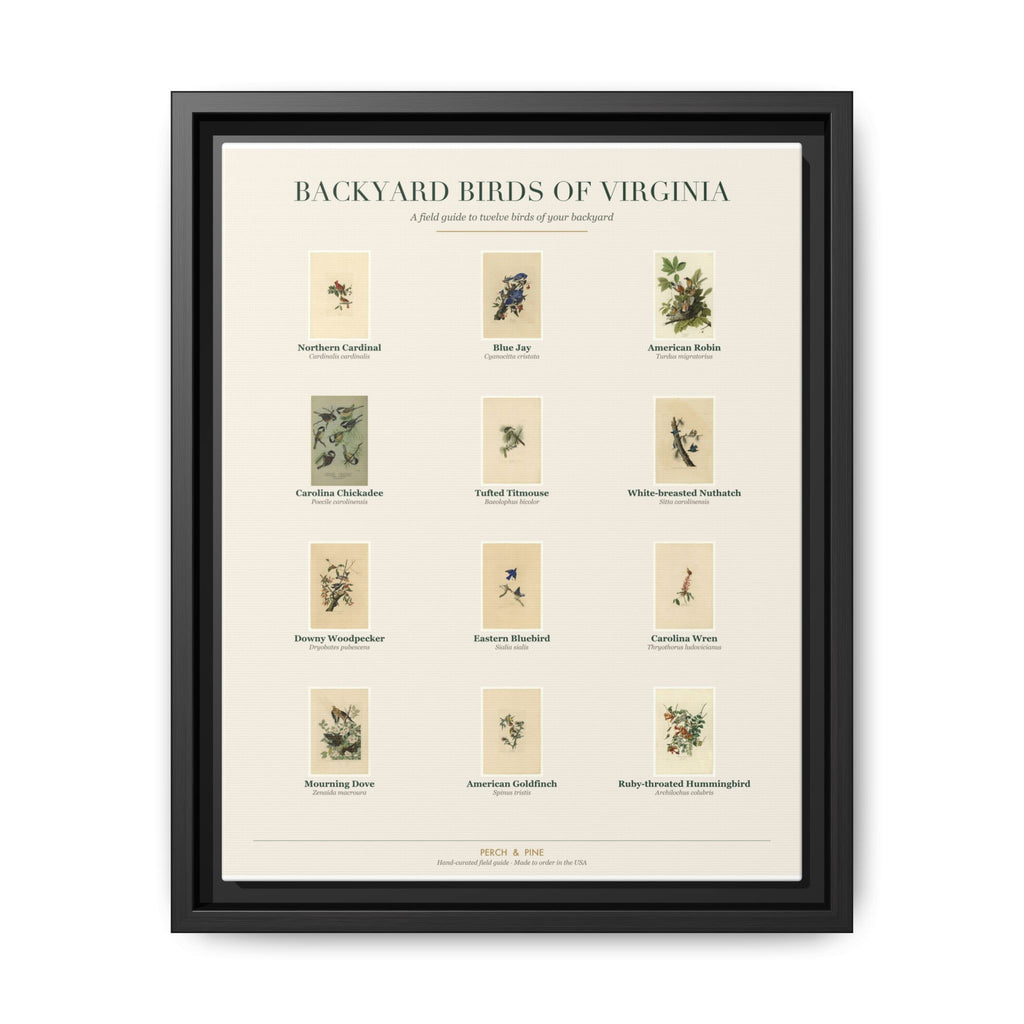 Virginia bird field guide wall art — gallery-wrapped canvas | Perch & Pine