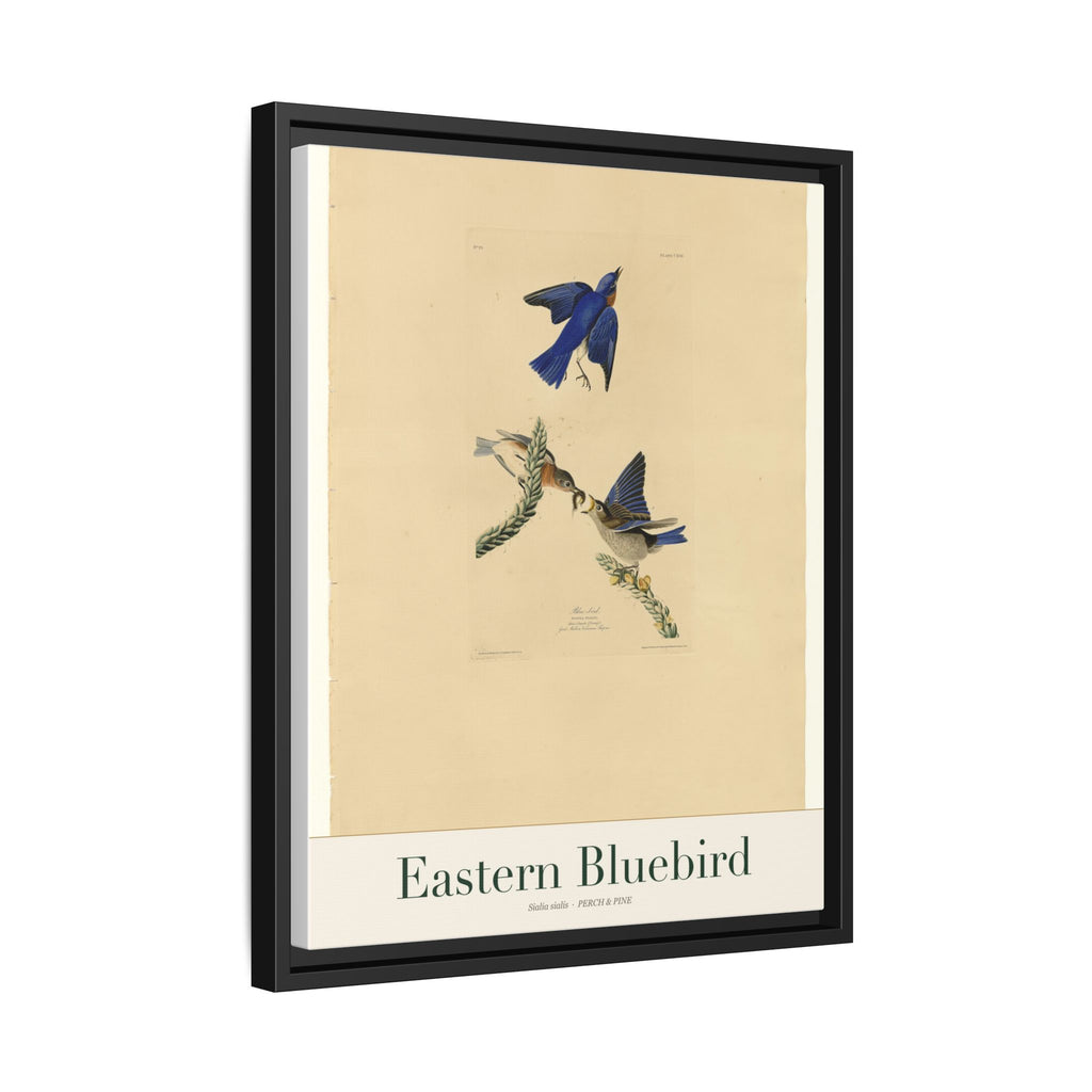 Eastern Bluebird framed print detail | Perch & Pine