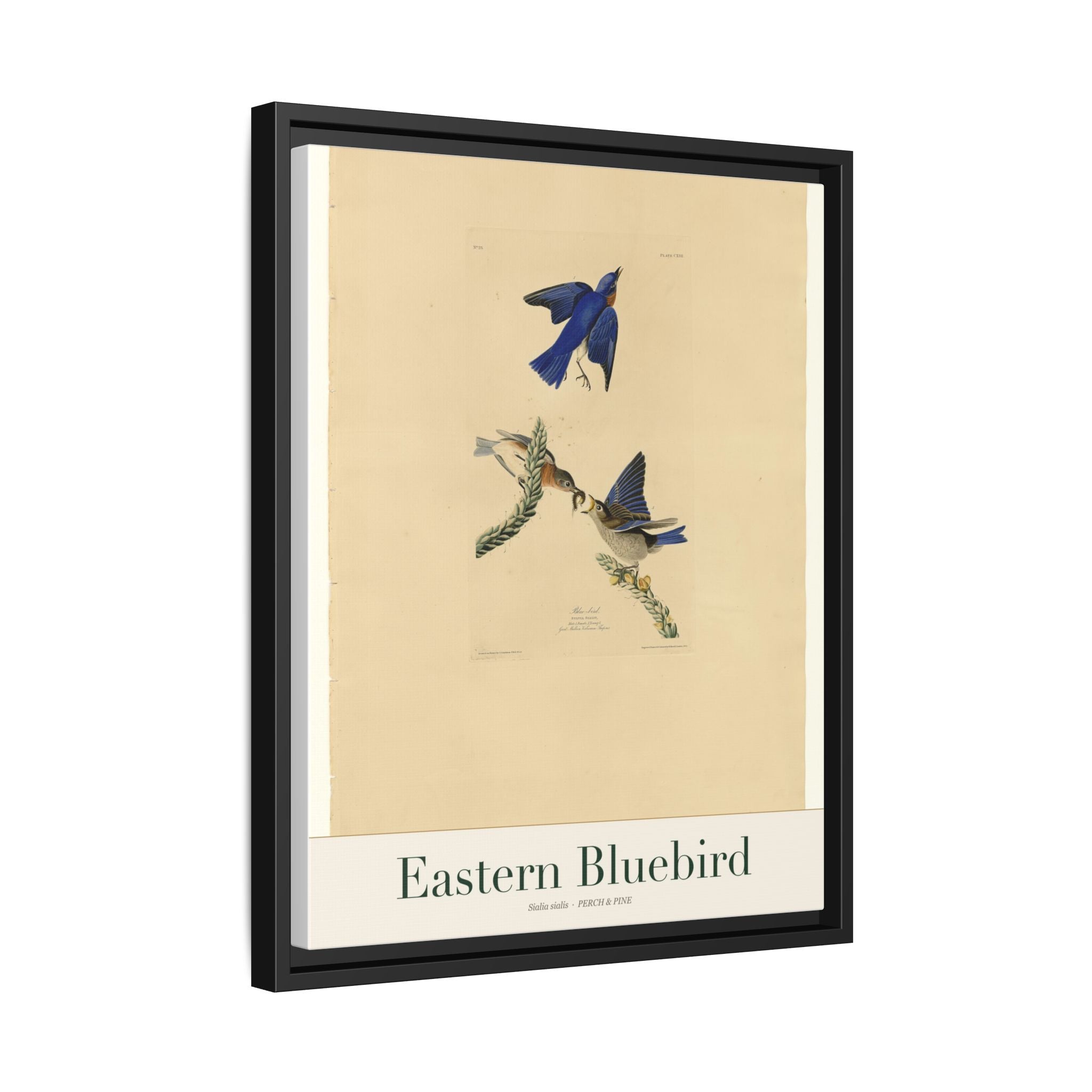 Eastern Bluebird framed print detail | Perch & Pine