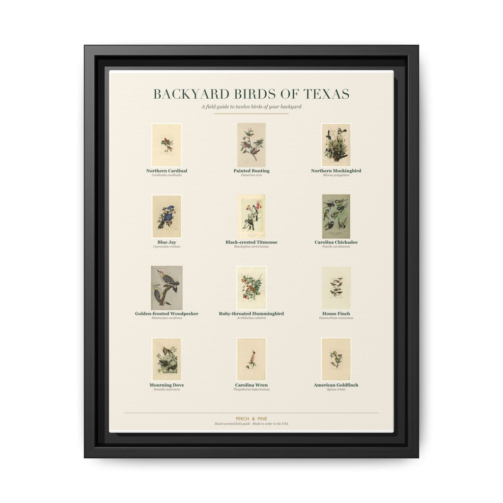 Texas bird field guide wall art — gallery-wrapped canvas | Perch & Pine