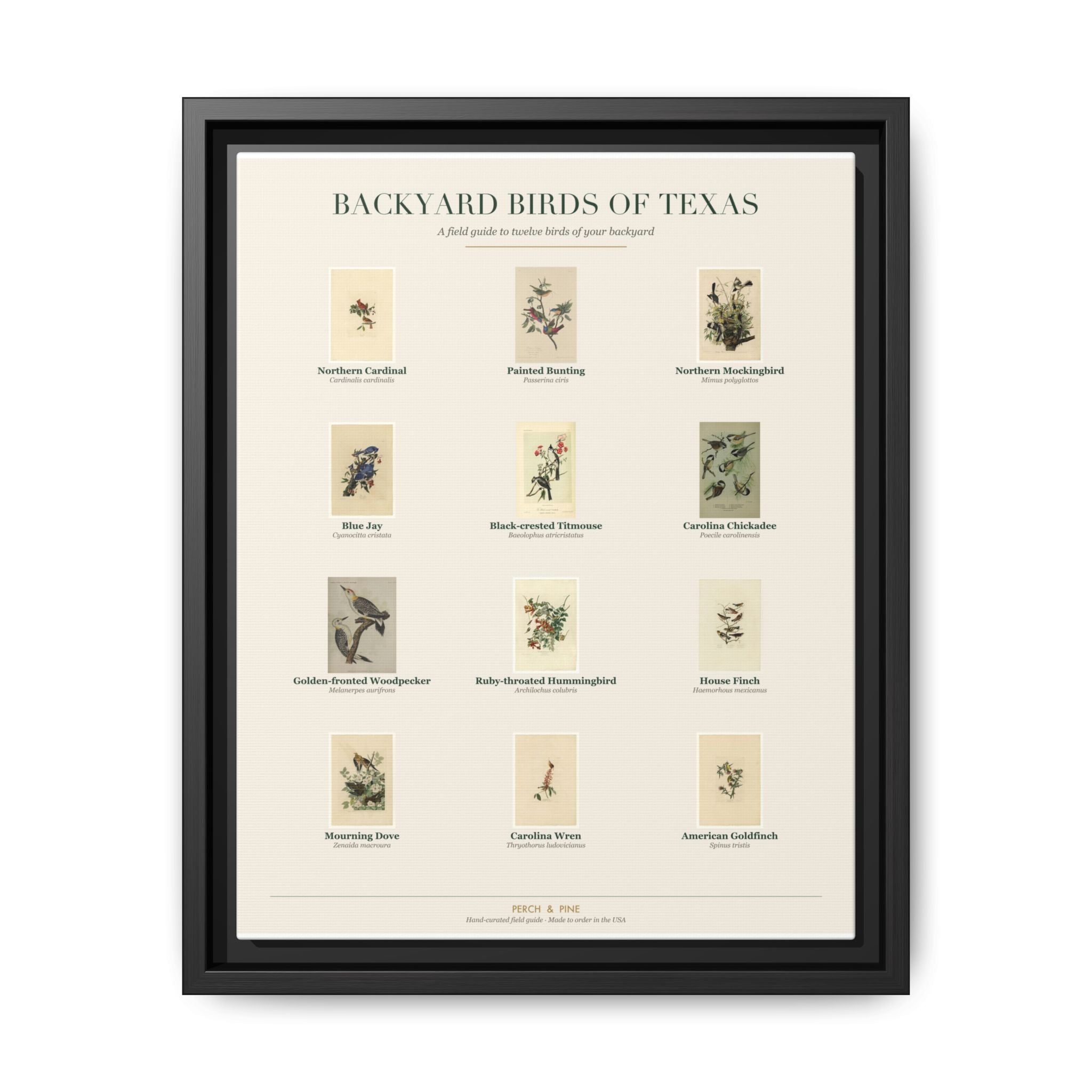 Texas bird field guide wall art — gallery-wrapped canvas | Perch & Pine