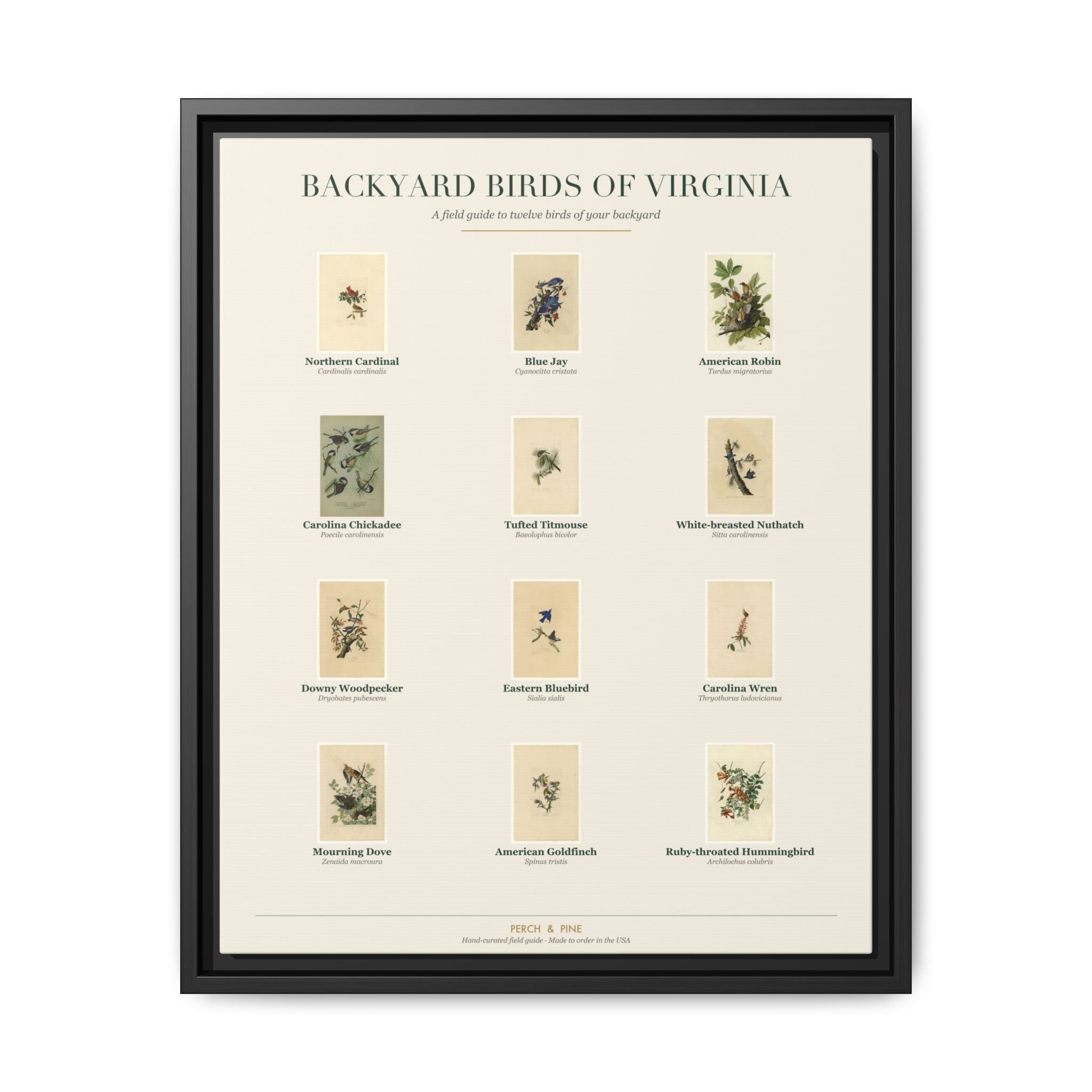 Backyard Birds of Virginia — framed canvas wall art bird identification print | Perch & Pine
