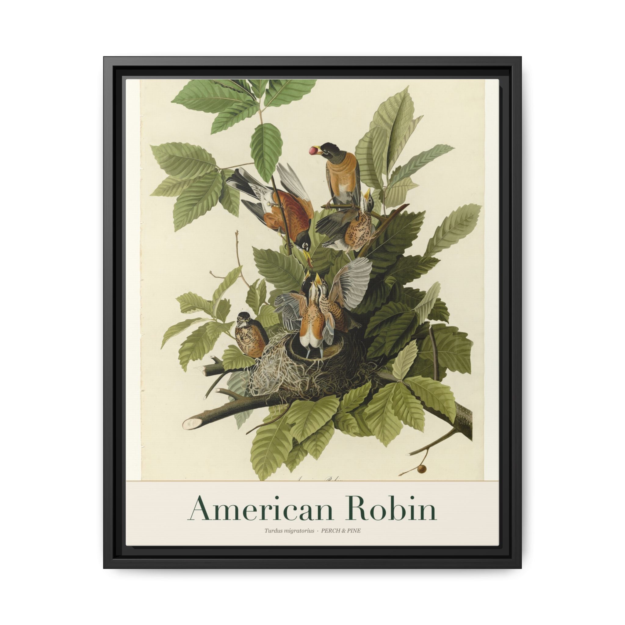 American Robin — framed canvas bird wall art print | Perch & Pine