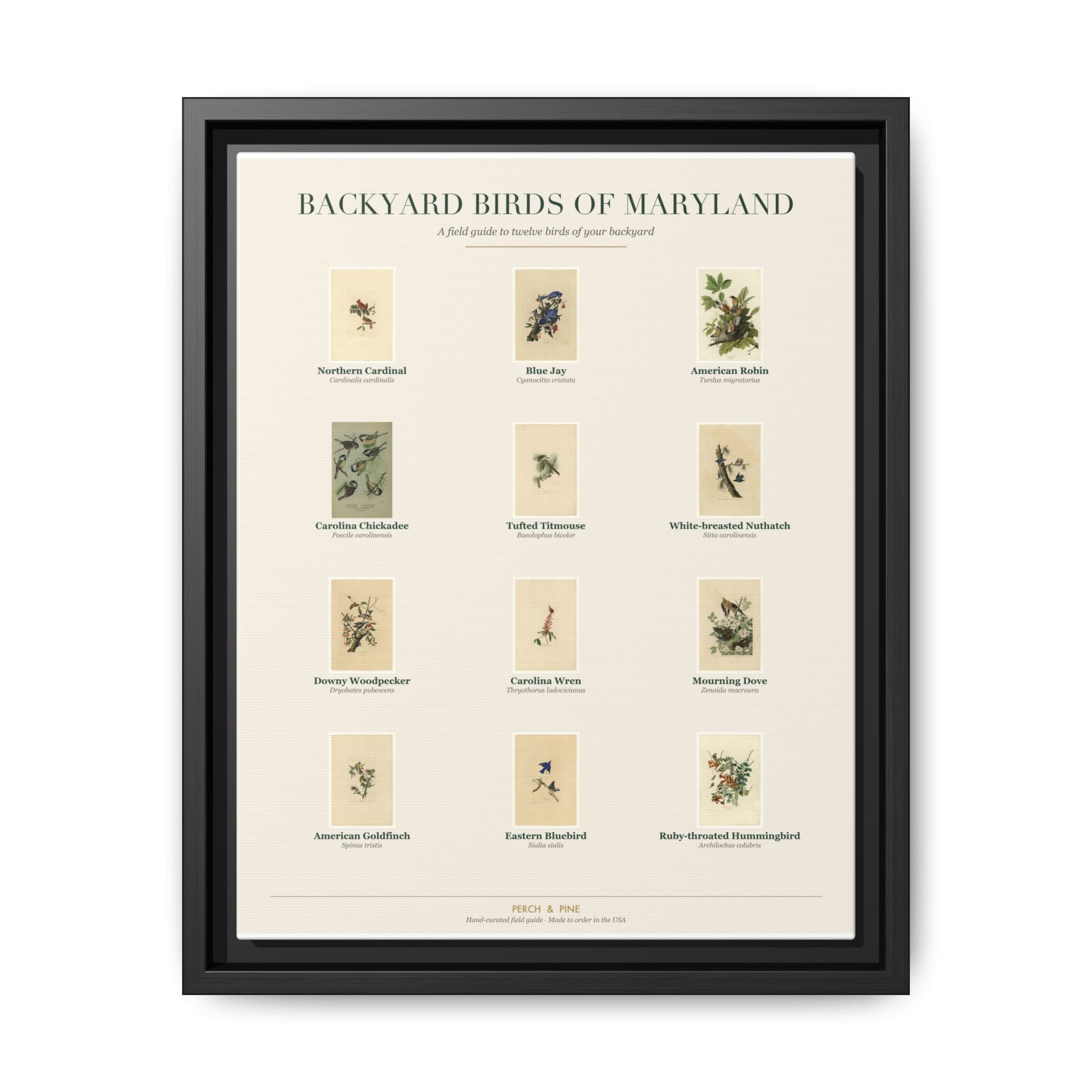 Maryland bird field guide wall art — gallery-wrapped canvas | Perch & Pine