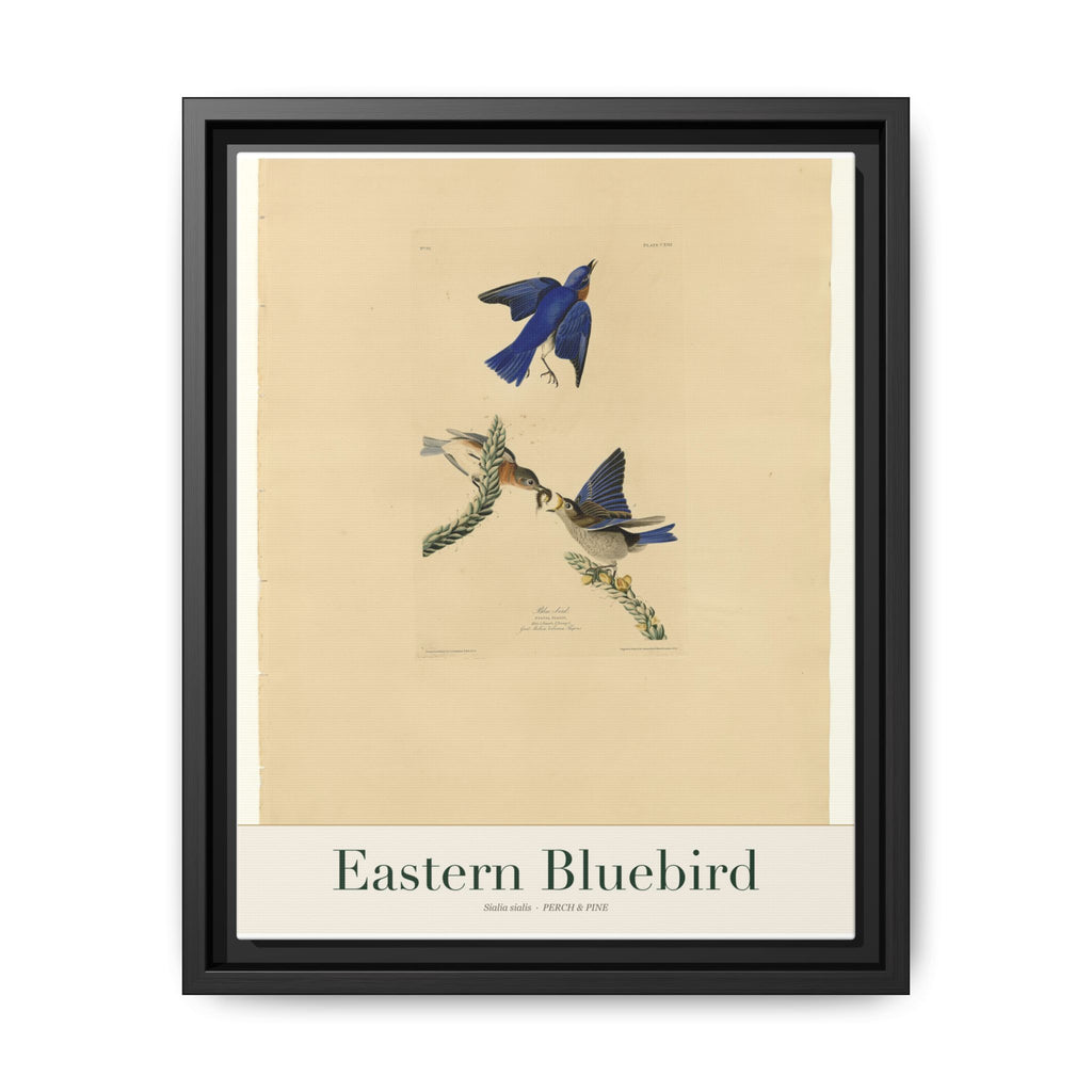Eastern Bluebird bird wall art — gallery-wrapped canvas | Perch & Pine