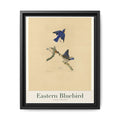 Eastern Bluebird bird wall art — gallery-wrapped canvas | Perch & Pine