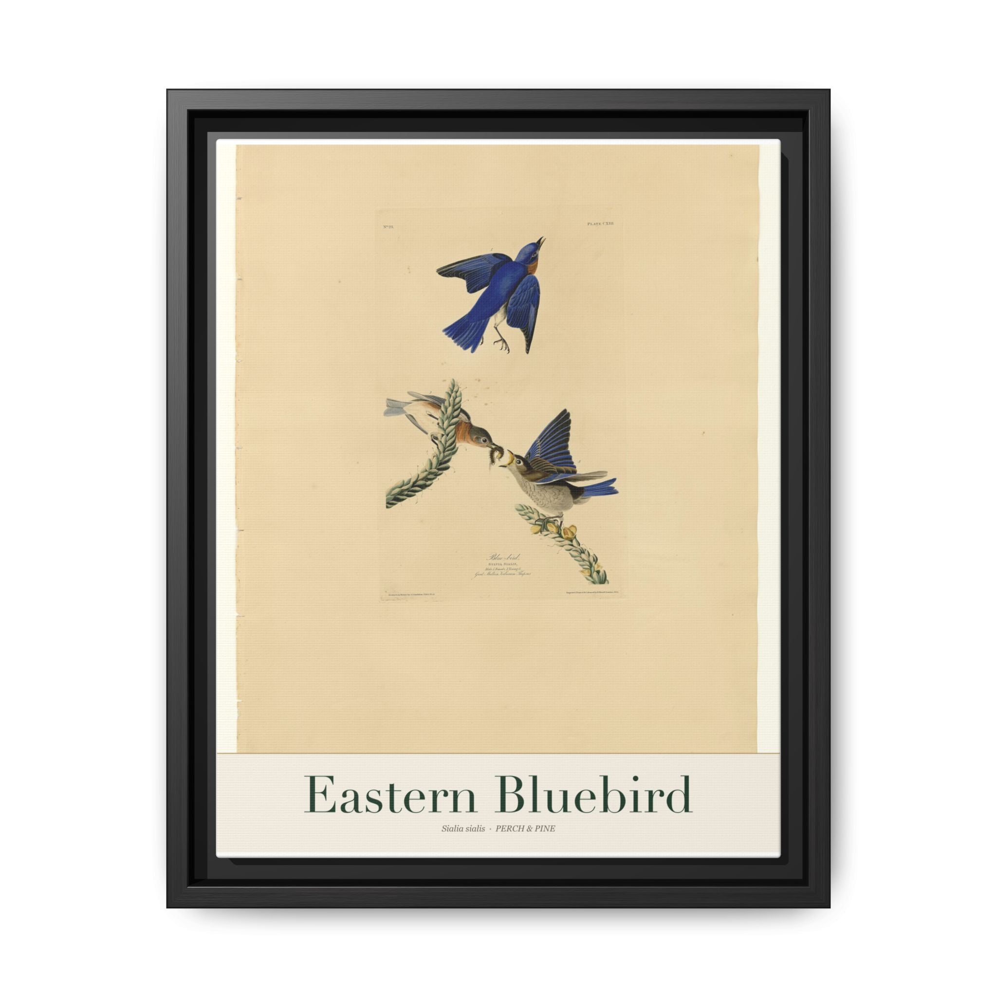 Eastern Bluebird bird wall art — gallery-wrapped canvas | Perch & Pine