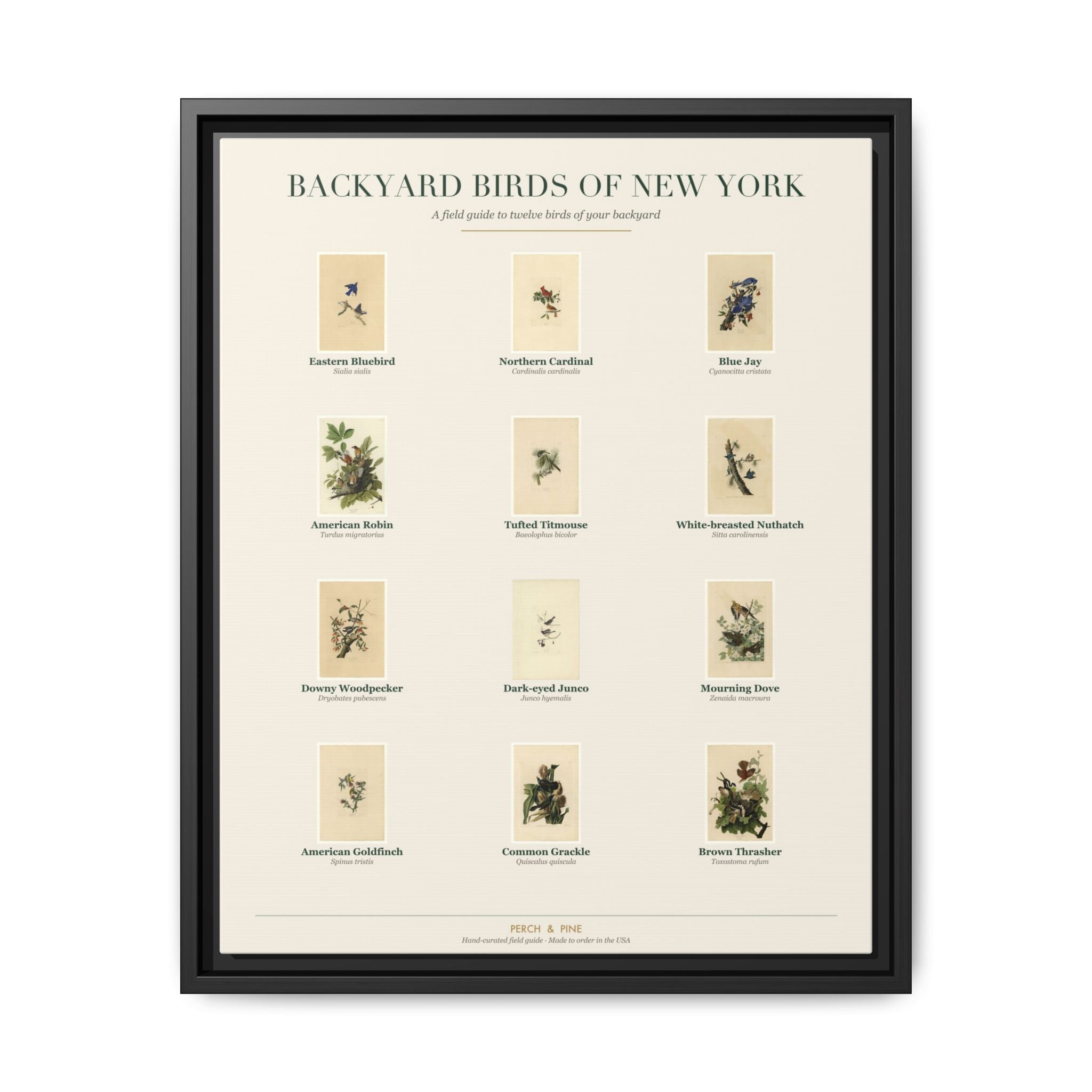 Backyard Birds of New York — framed canvas wall art bird identification print | Perch & Pine