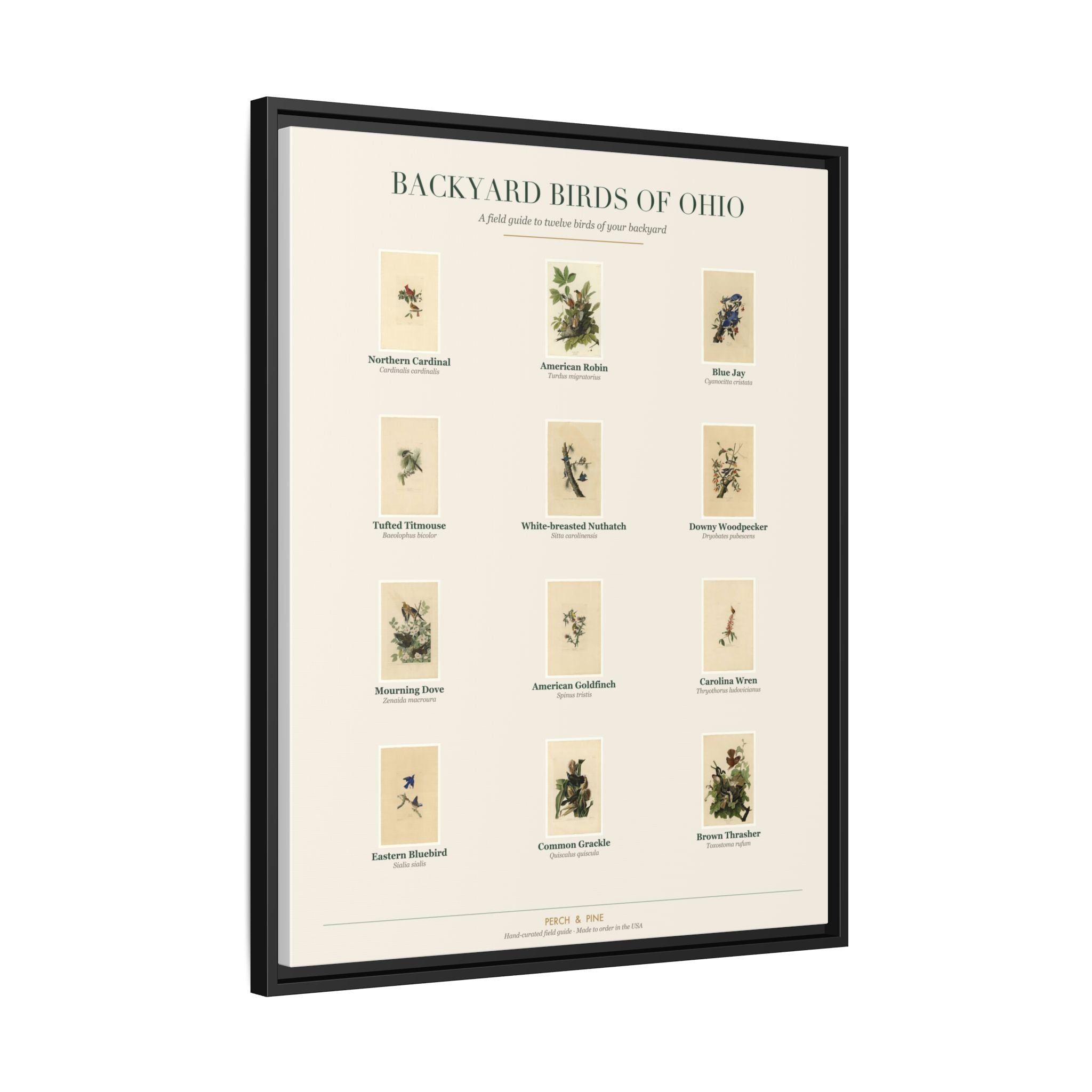 Backyard Birds of Ohio — Framed Canvas Bird Identification Print
