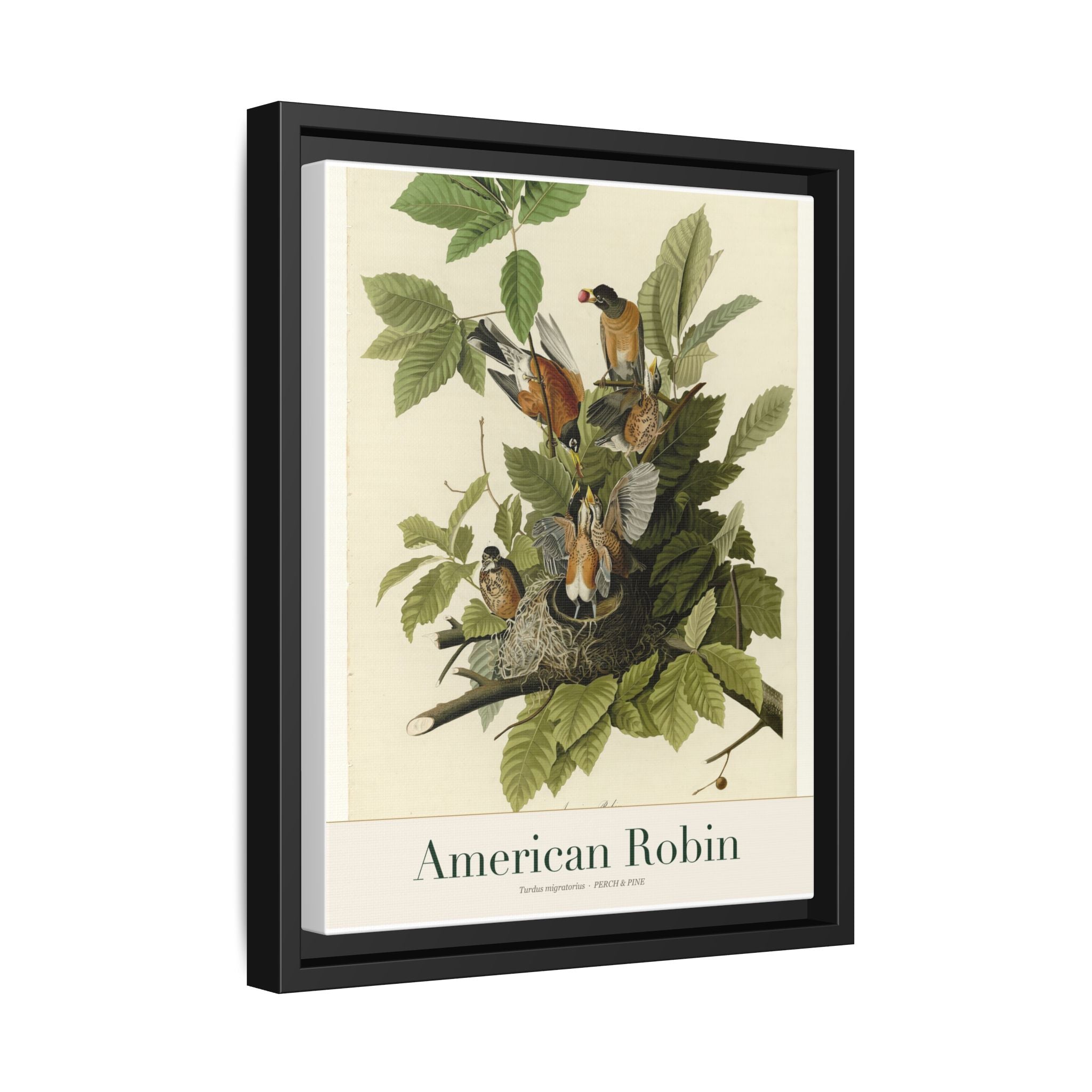 American Robin — Framed Canvas Bird Print