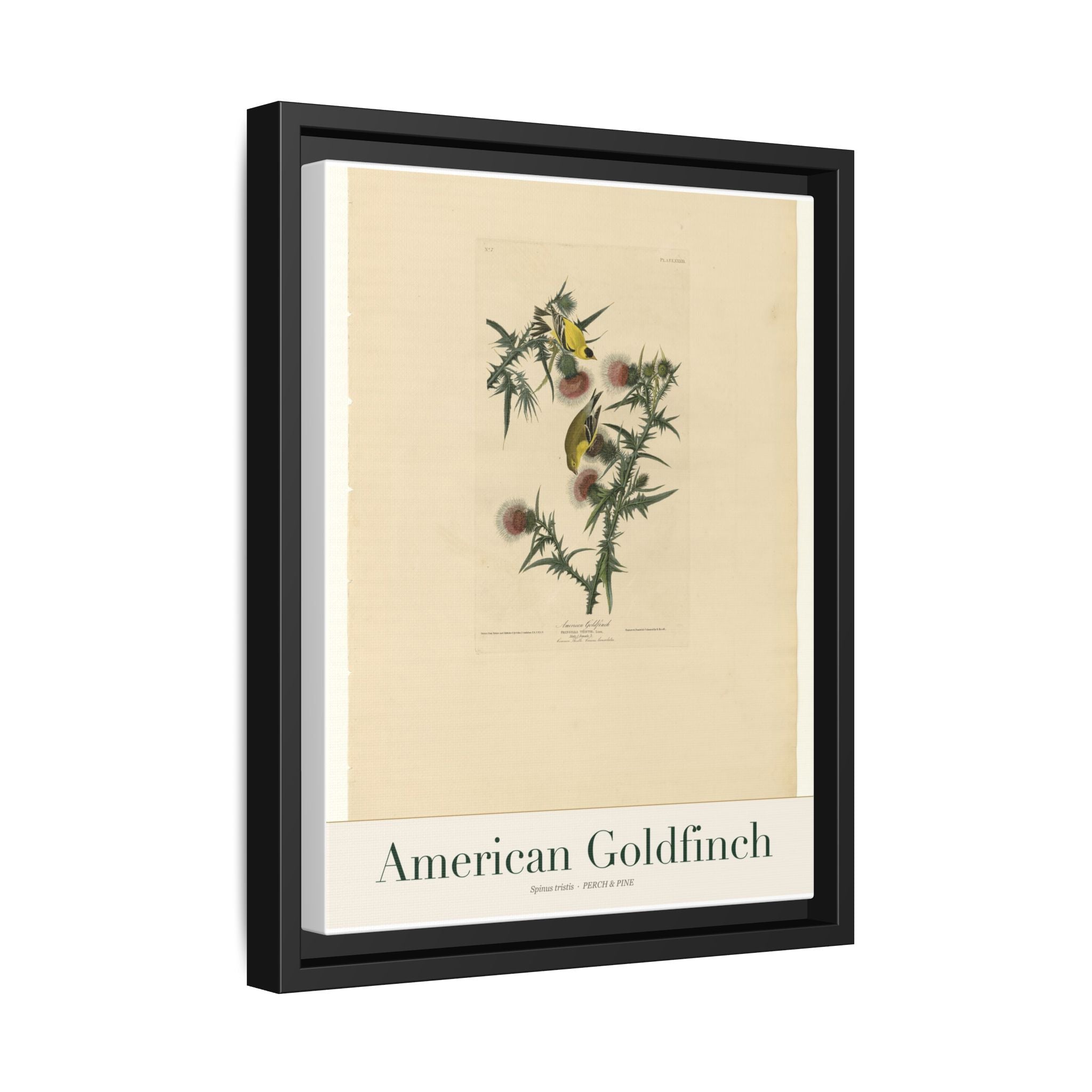 American Goldfinch — Framed Canvas Bird Print