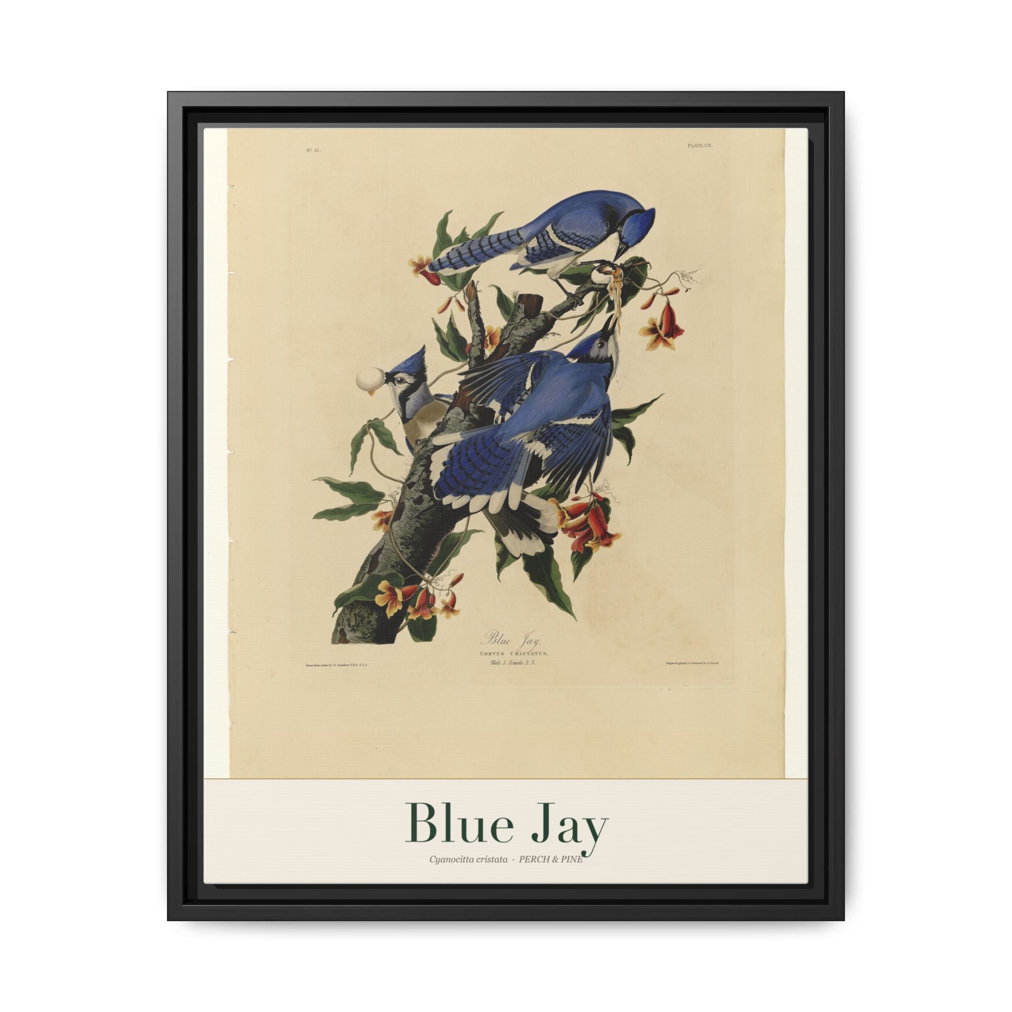Blue Jay — framed canvas bird wall art print | Perch & Pine