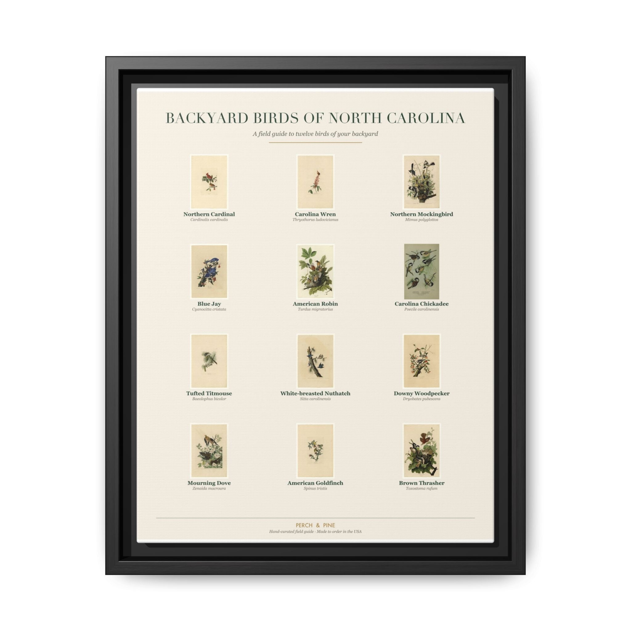 North Carolina bird field guide wall art — gallery-wrapped canvas | Perch & Pine