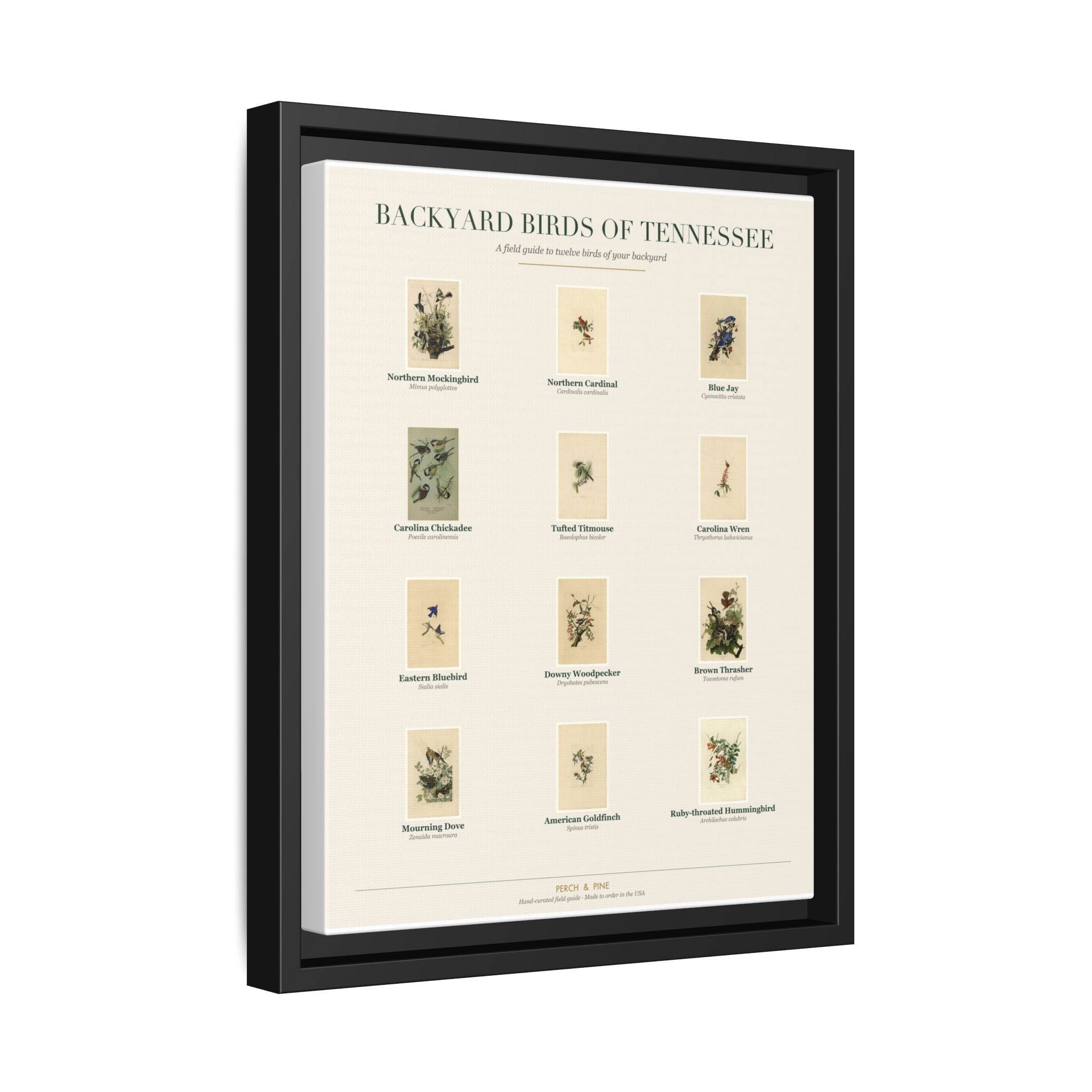 Backyard Birds of Tennessee — Framed Canvas Bird Identification Print