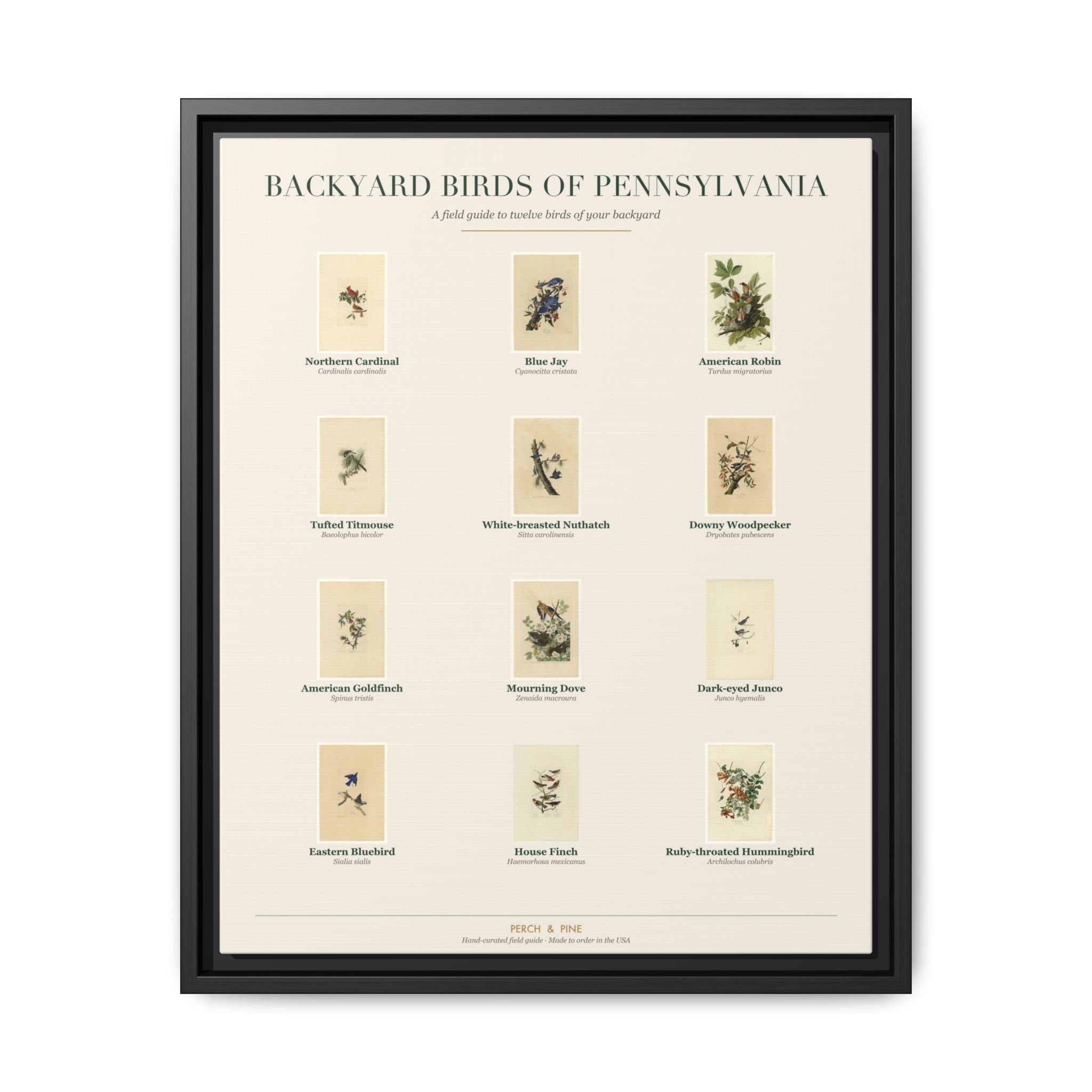 Backyard Birds of Pennsylvania — framed canvas wall art bird identification print | Perch & Pine