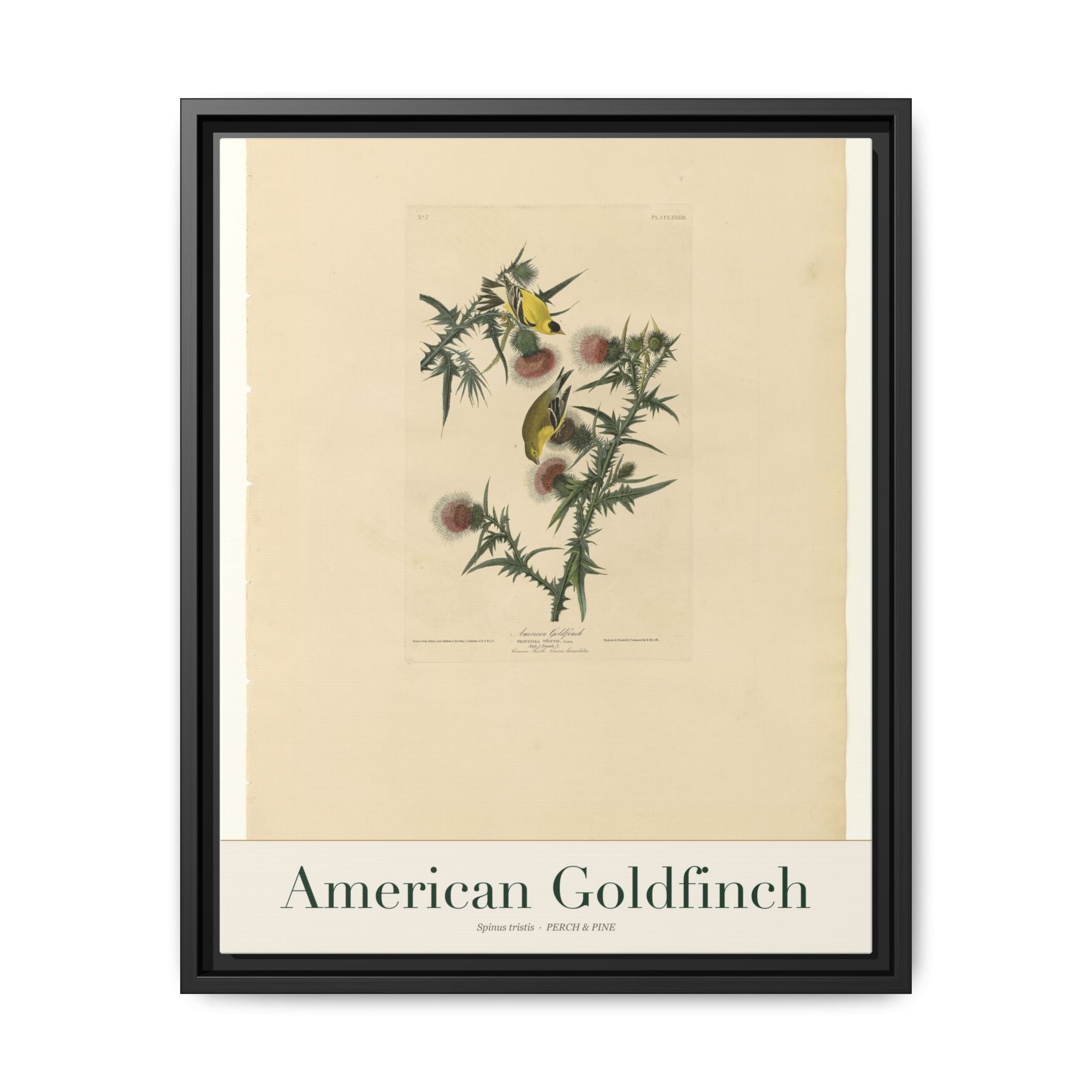 American Goldfinch — framed canvas bird wall art print | Perch & Pine